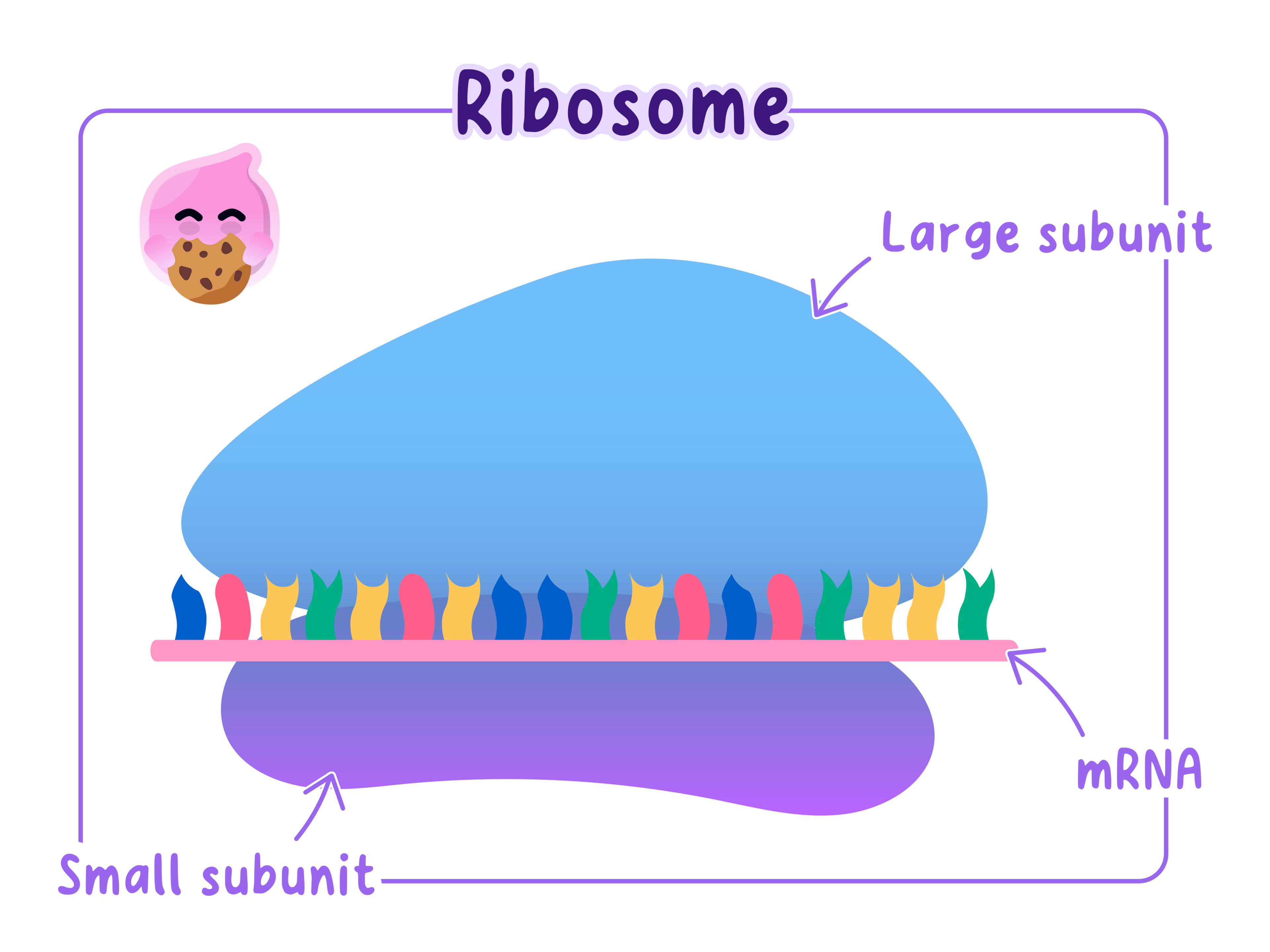 A ribosome made of a large and a small subunit, with an mRNA strand threaded between them where the amino-acid chain is assembled.