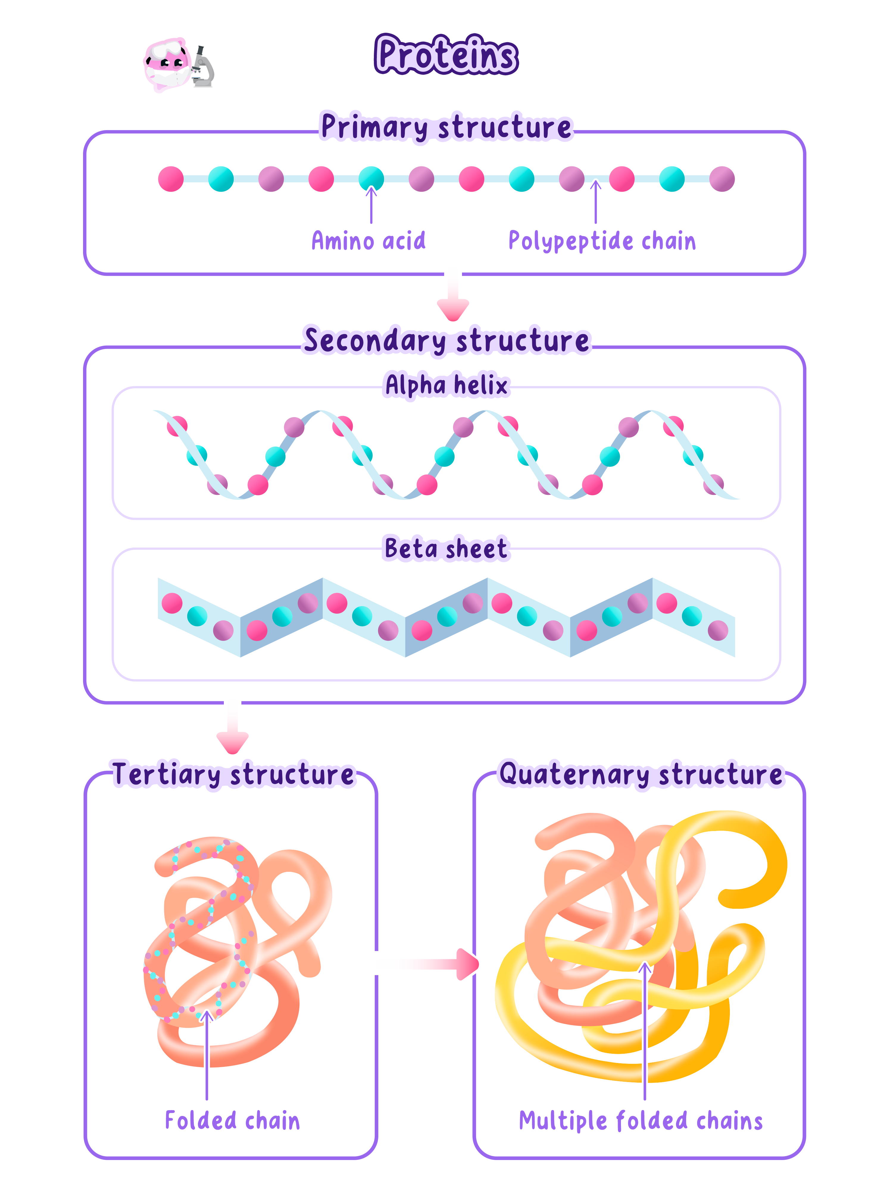 A diagram showing the four levels of protein structure: primary (amino acid sequence), secondary (alpha helix and beta sheet), tertiary (folded chain), and quaternary (multiple folded chains).