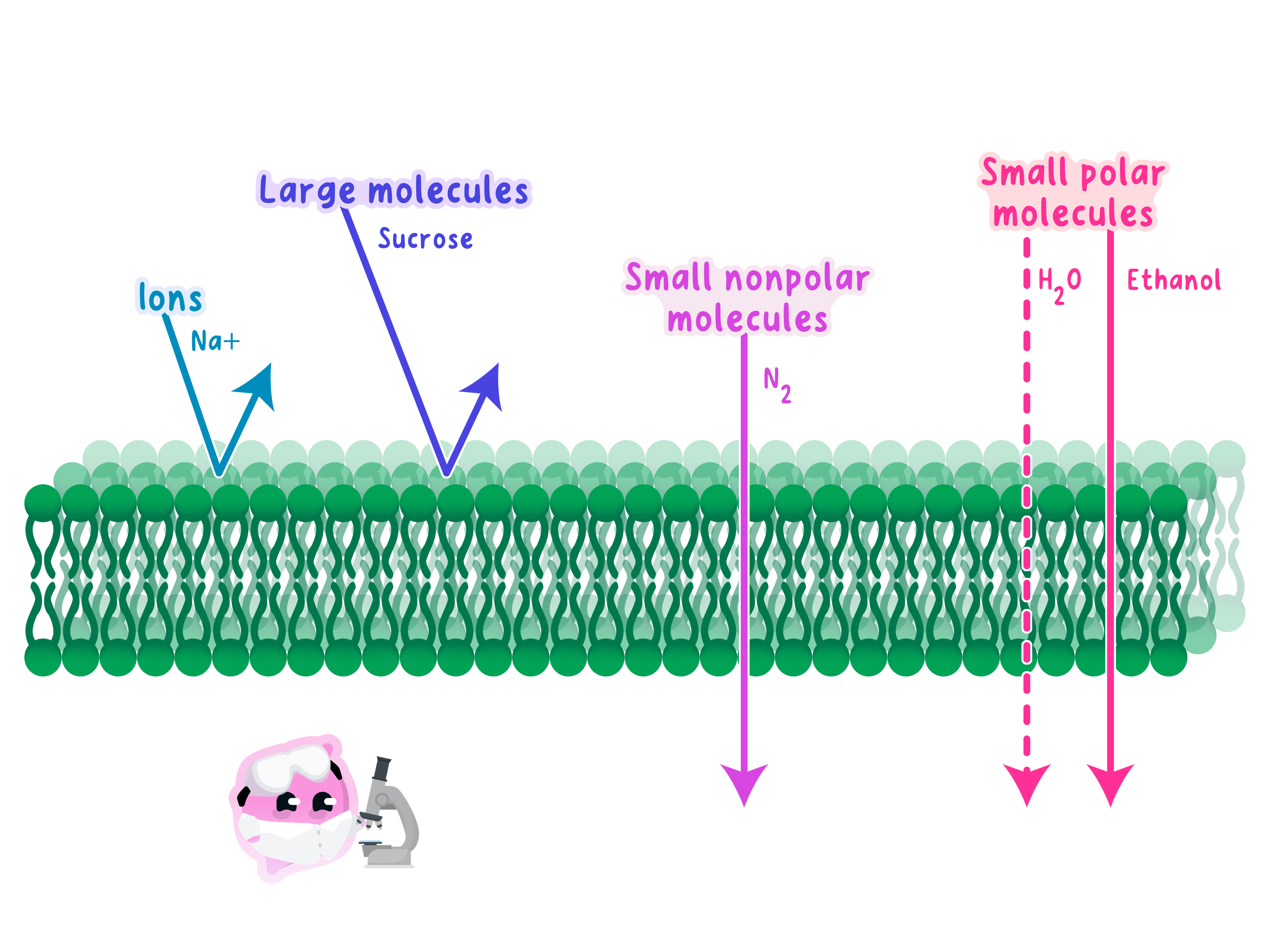A diagram of a cell membrane showing selective permeability. Small nonpolar molecules like nitrogen and small polar molecules like water can pass through the phospholipid bilayer, while ions and large molecules like sucrose are blocked.