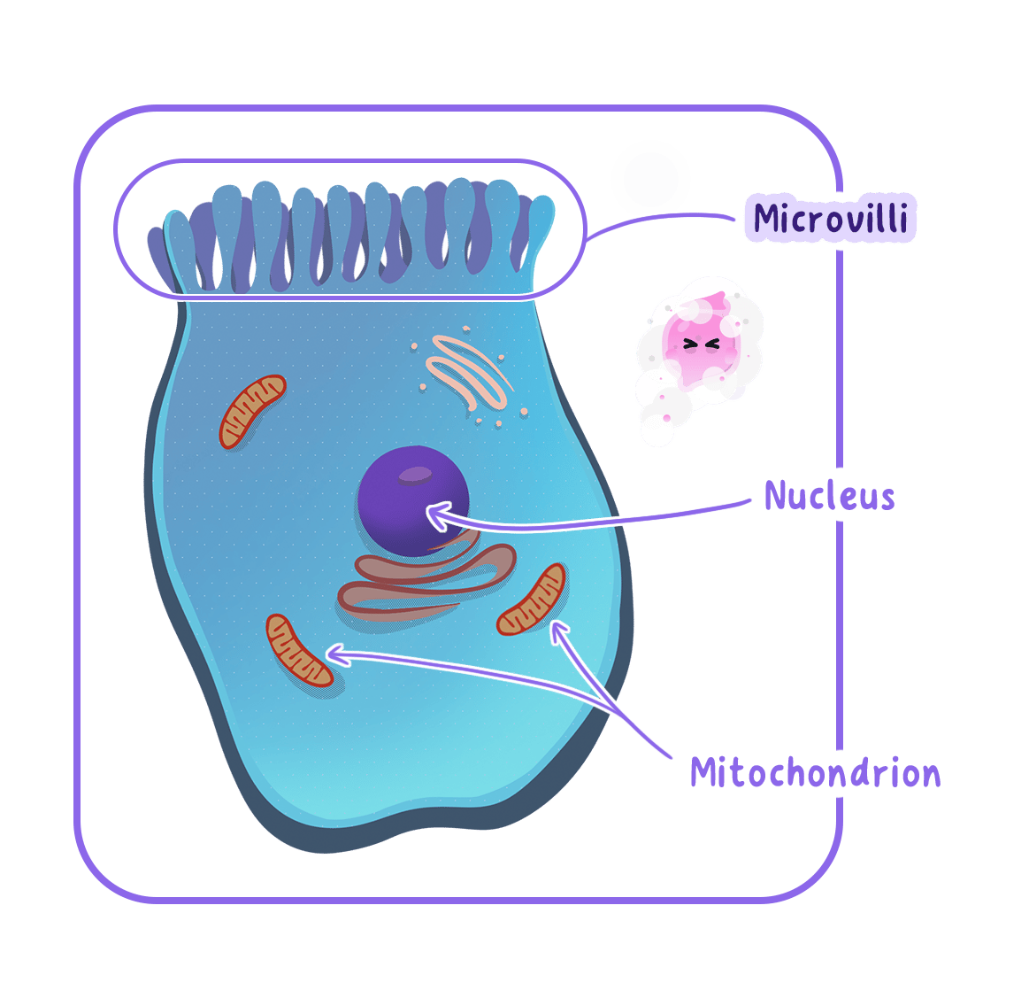 A diagram of a single epithelial cell from the small intestine, showing microvilli on its surface which increase the surface area for absorption. The nucleus and mitochondria are also labeled.