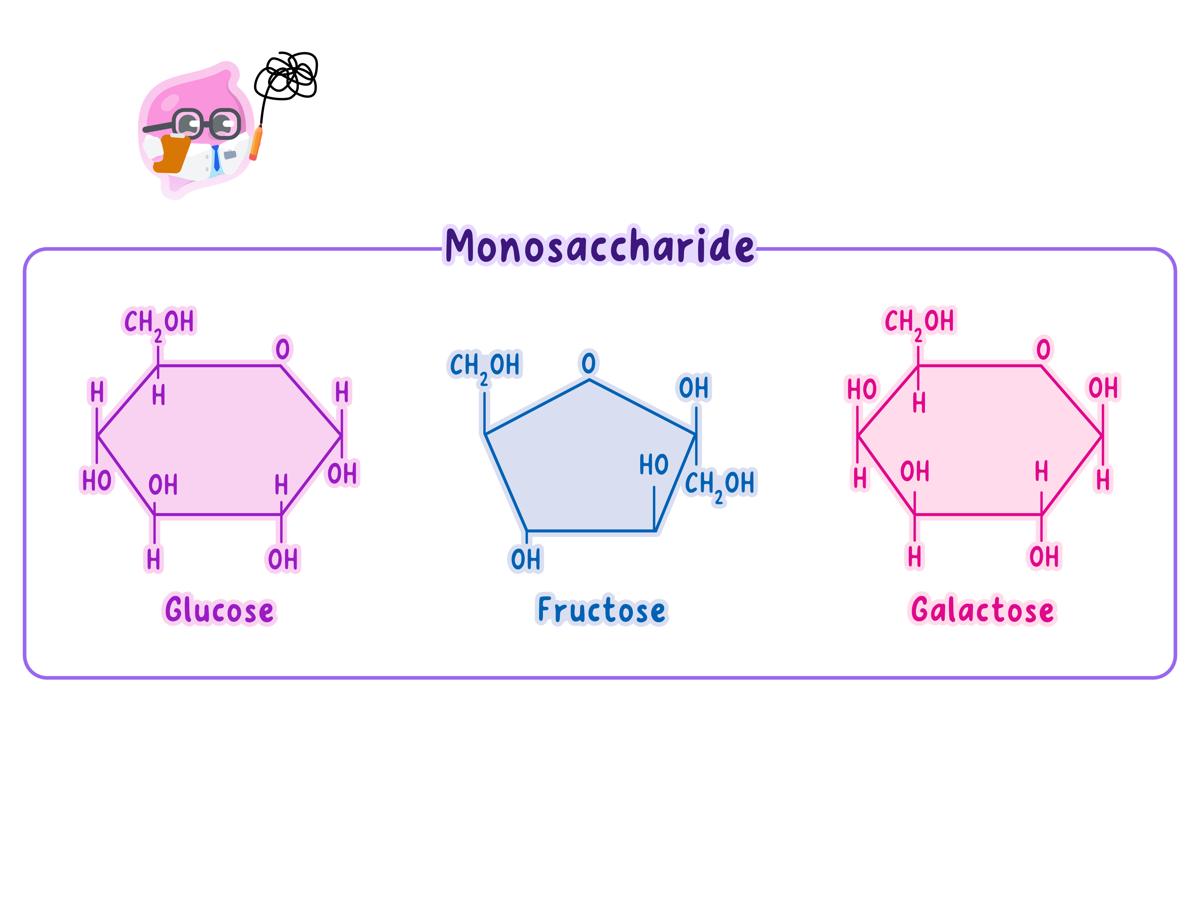 Molecular structures of the monosaccharides glucose, fructose, and galactose, which are the simple sugar building blocks of carbohydrates.
