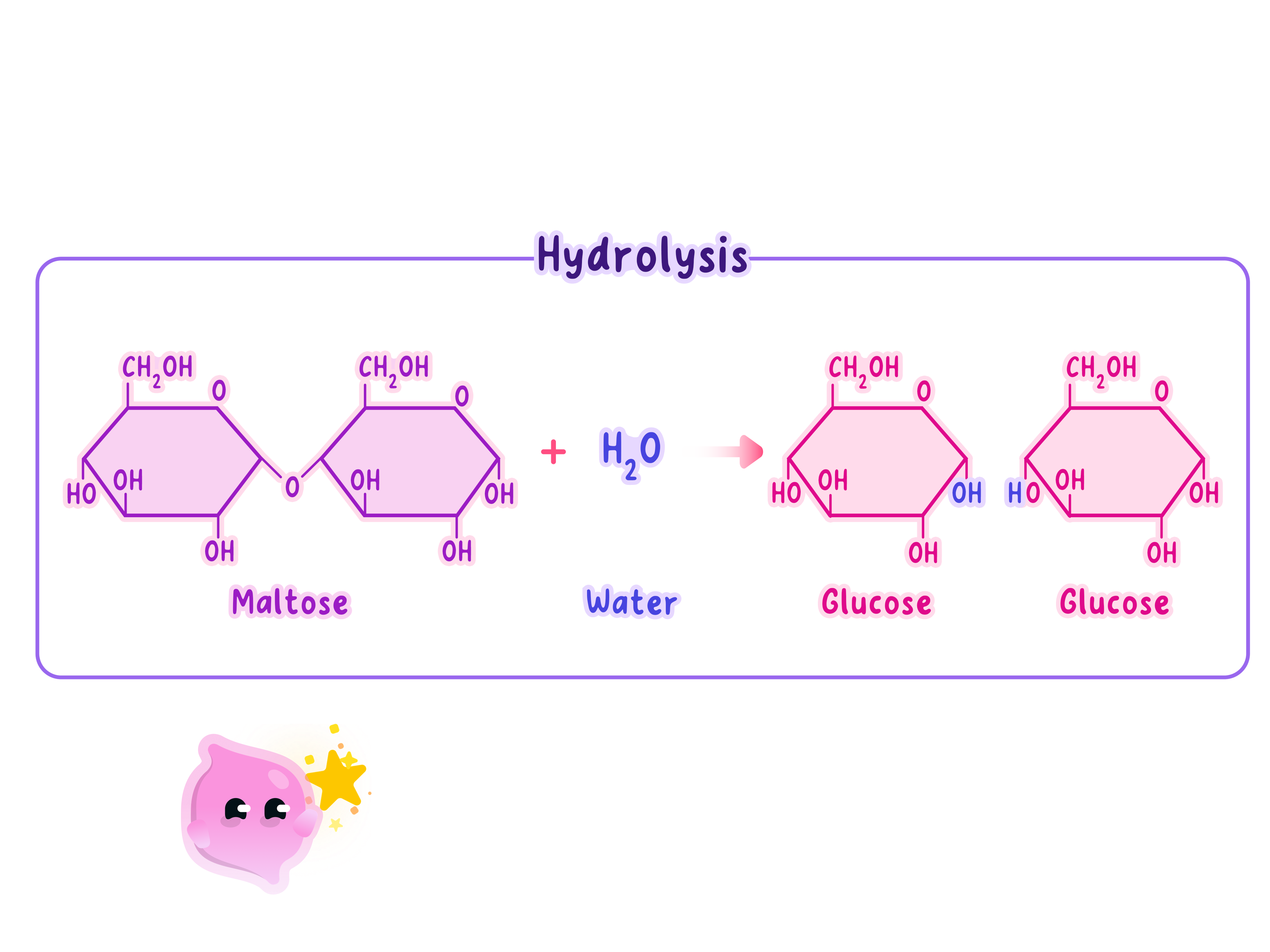 A chemical diagram showing the breakdown of a carbohydrate during digestion. A water molecule is added to break the bond between two sugar units (maltose), resulting in two simple sugar molecules (glucose).