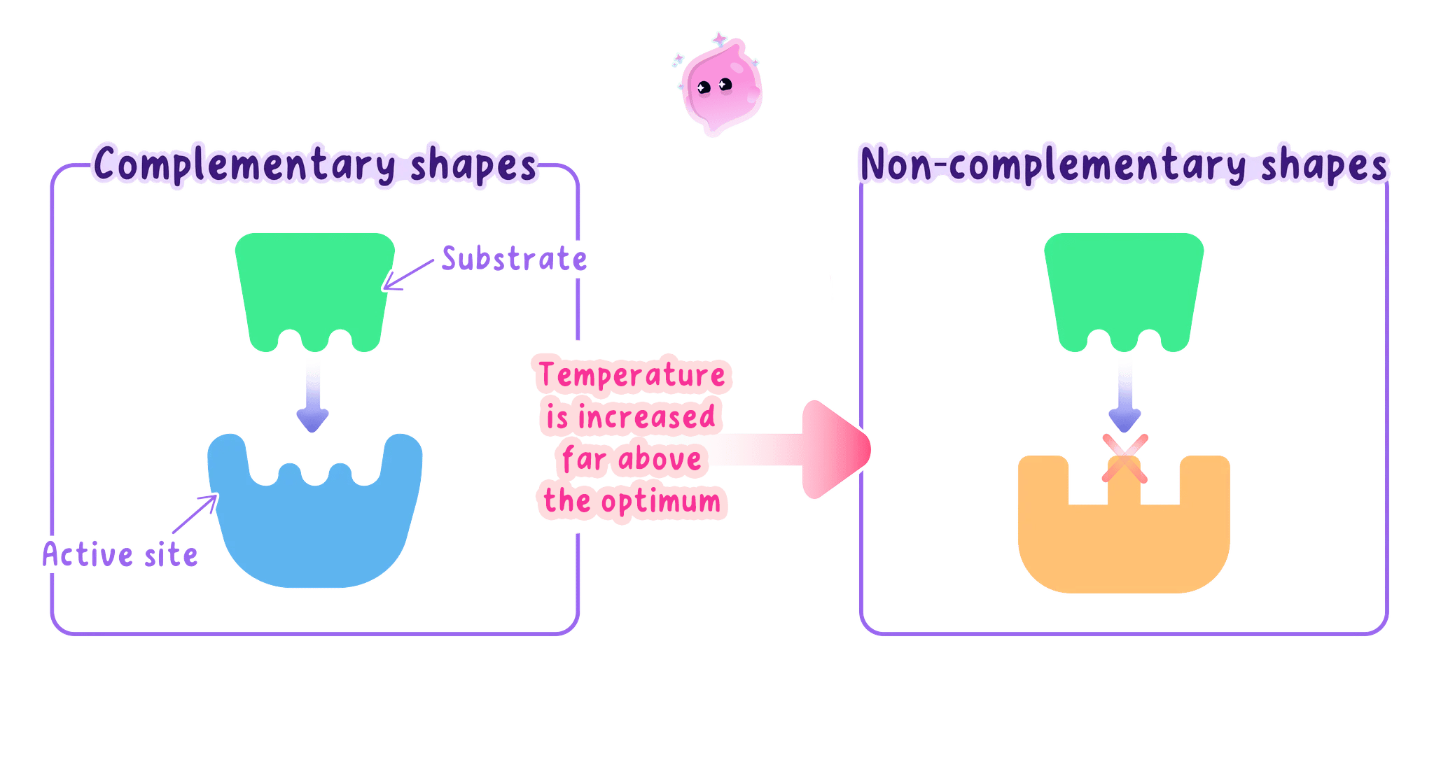 A diagram showing enzyme denaturation due to temperature. On the left, the substrate and active site have complementary shapes. When temperature increases far above the optimum, the active site changes shape, becoming non-complementary so the substrate no longer fits.