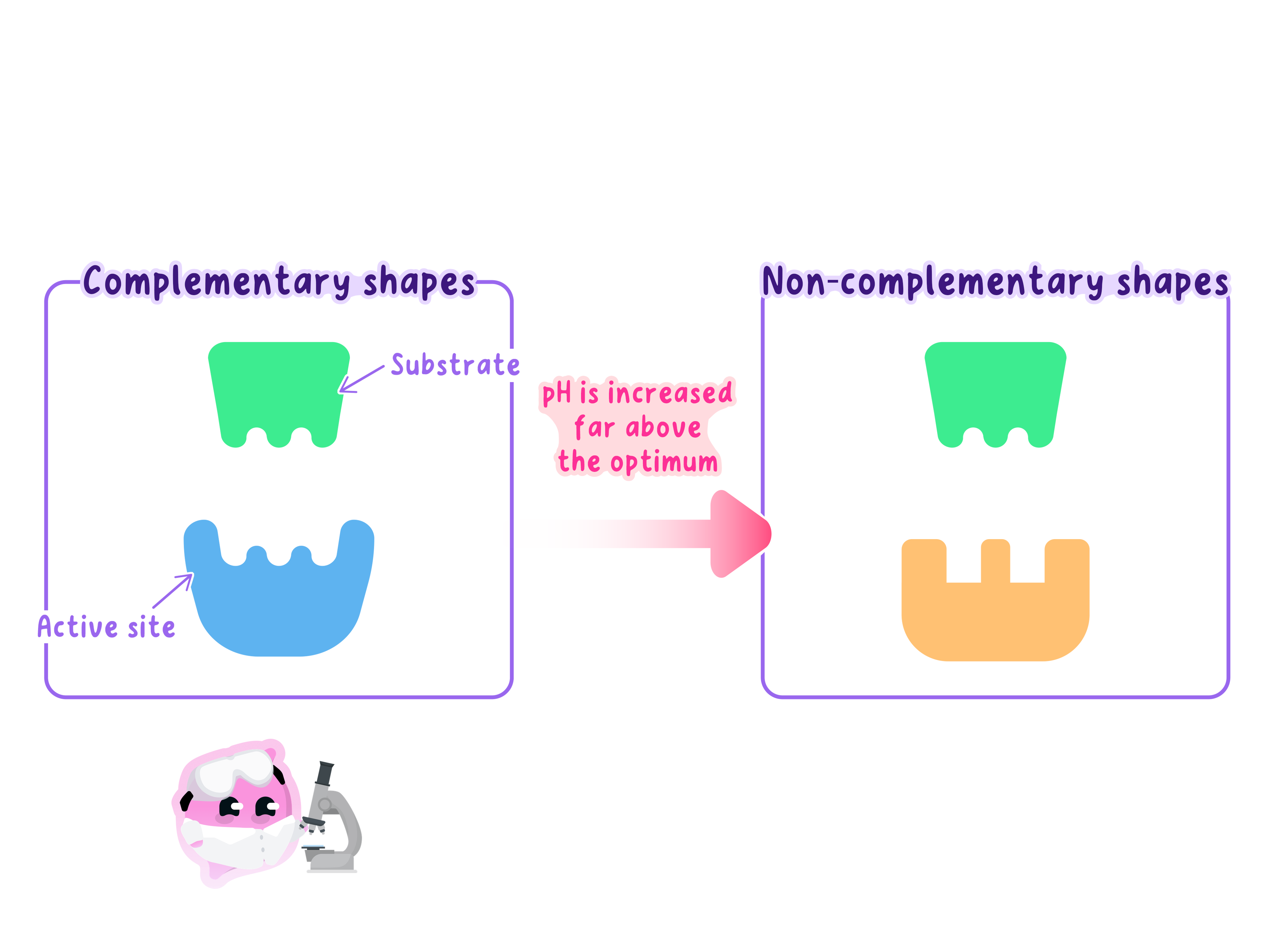 A diagram showing enzyme denaturation due to pH. On the left, the substrate and active site have complementary shapes. When pH increases far above the optimum, the active site changes shape, becoming non-complementary so the substrate no longer fits.
