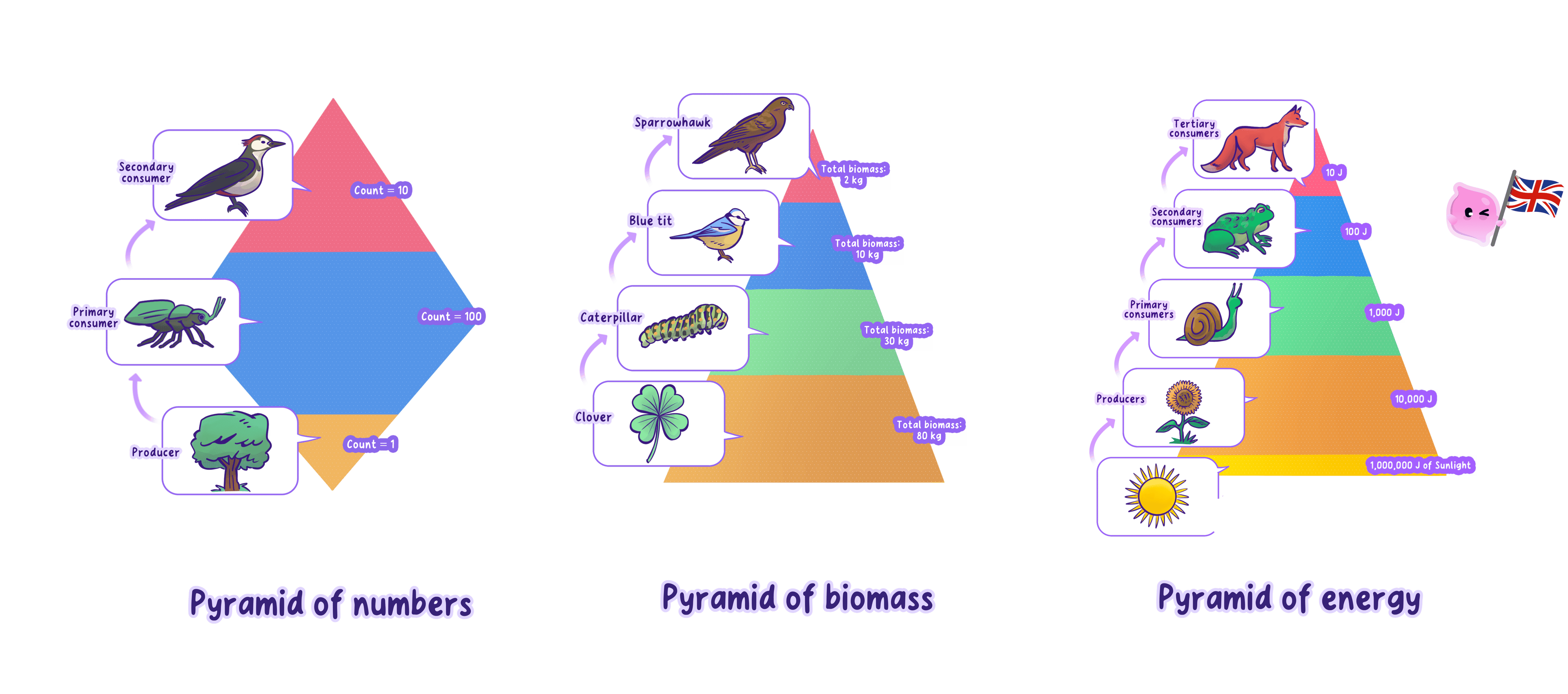 A pyramid of biomass with a wide producer bar at the bottom and narrower bars for each consumer level above, drawn to scale.