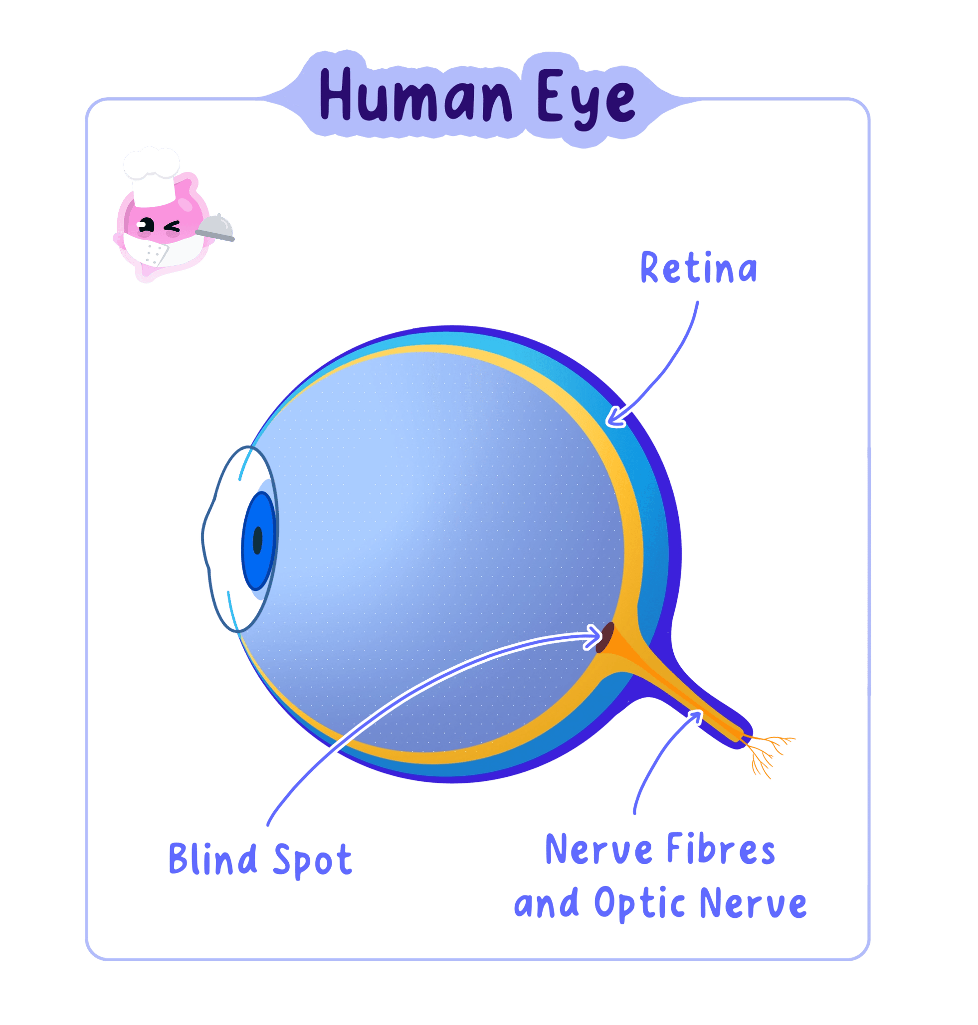 A cross-section diagram of the human eye showing the retina, the blind spot, and the optic nerve with its nerve fibres.