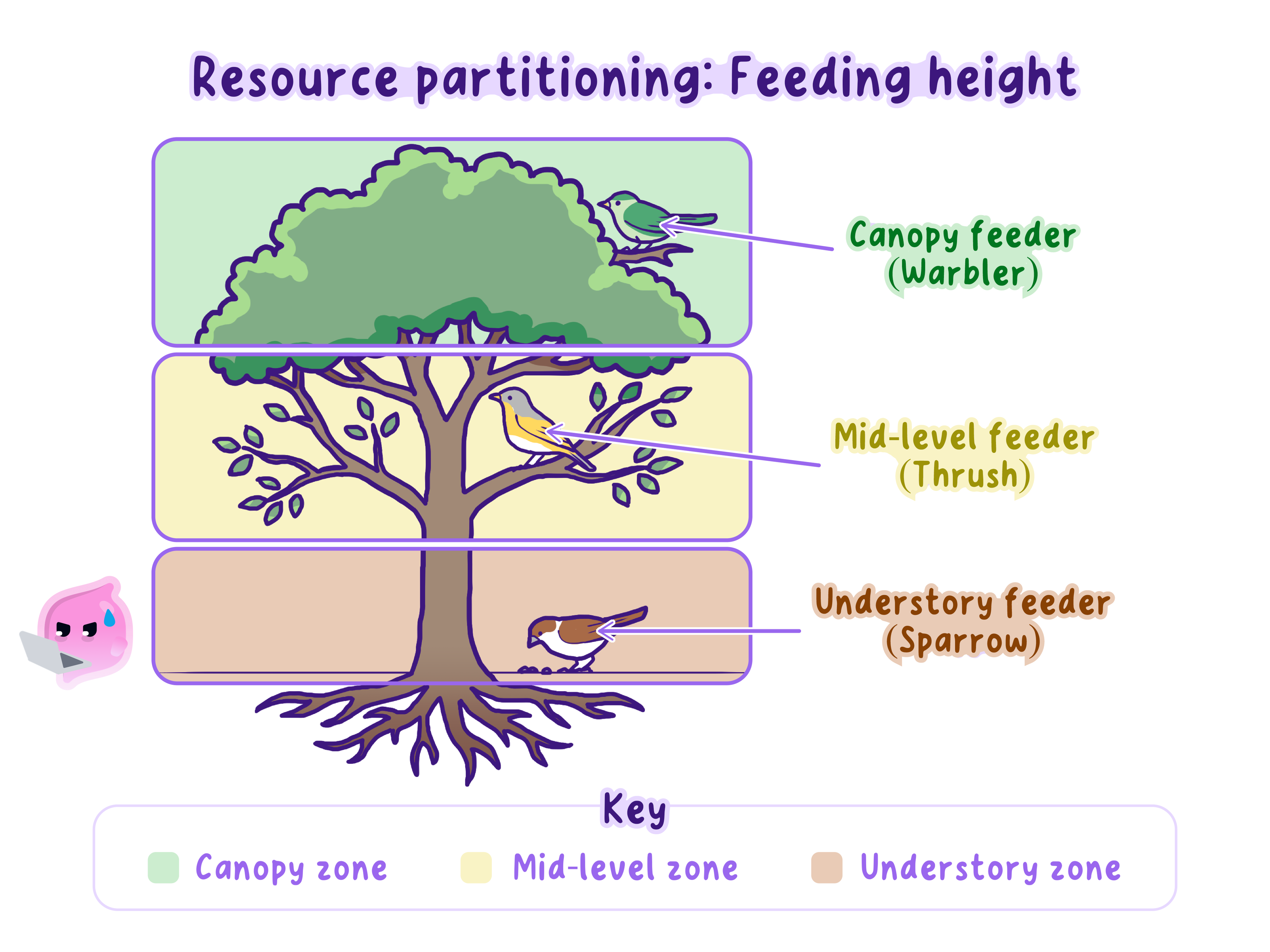 Three bird species feeding in different parts of the same tree; by using different food and space they compete with each other less.