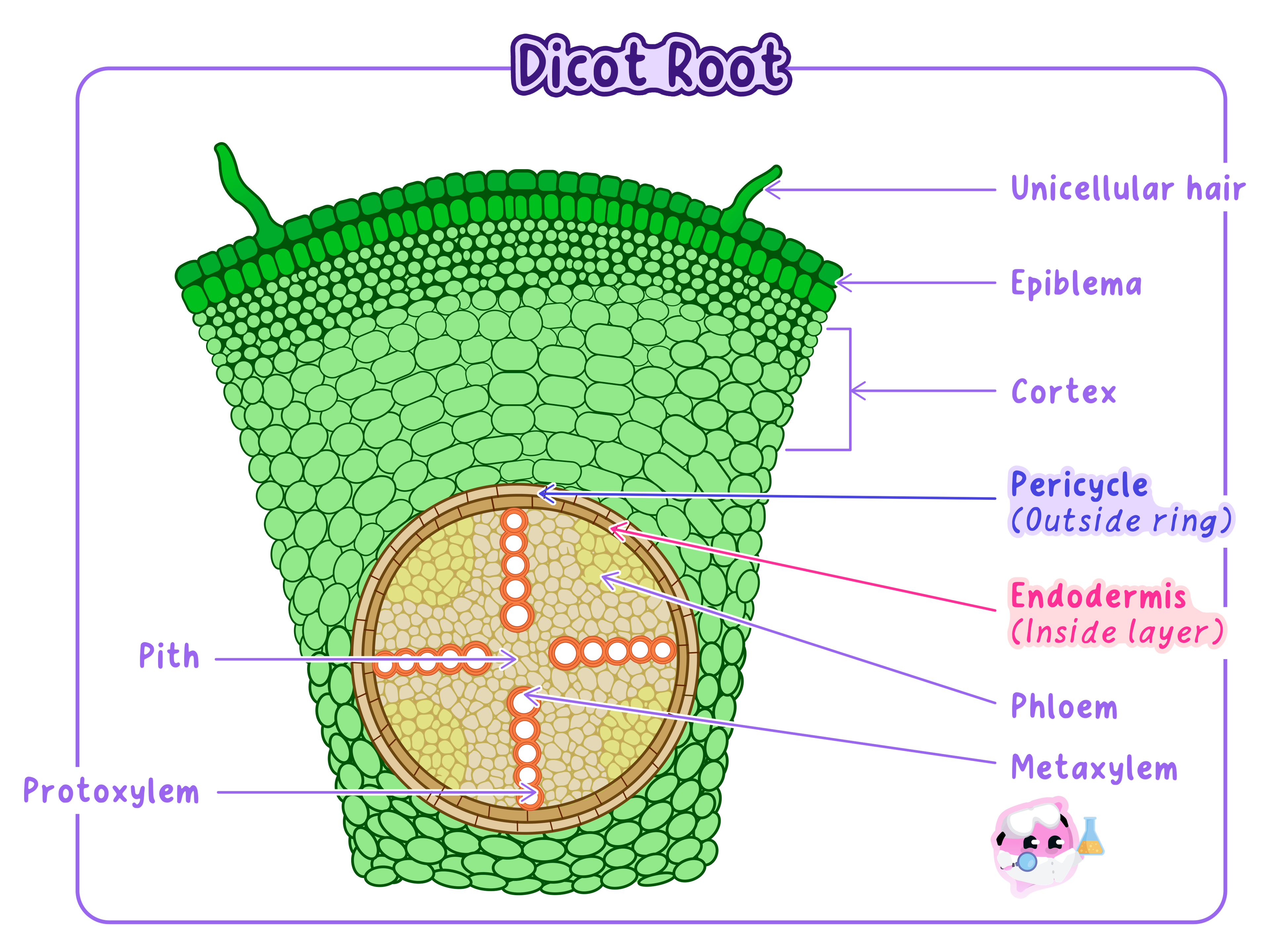 A transverse section of a dicot root illustrating the location of specialised plant cells. The diagram shows unicellular root hairs extending from the epiblema, and the arrangement of xylem and phloem tissues within the central vascular cylinder.