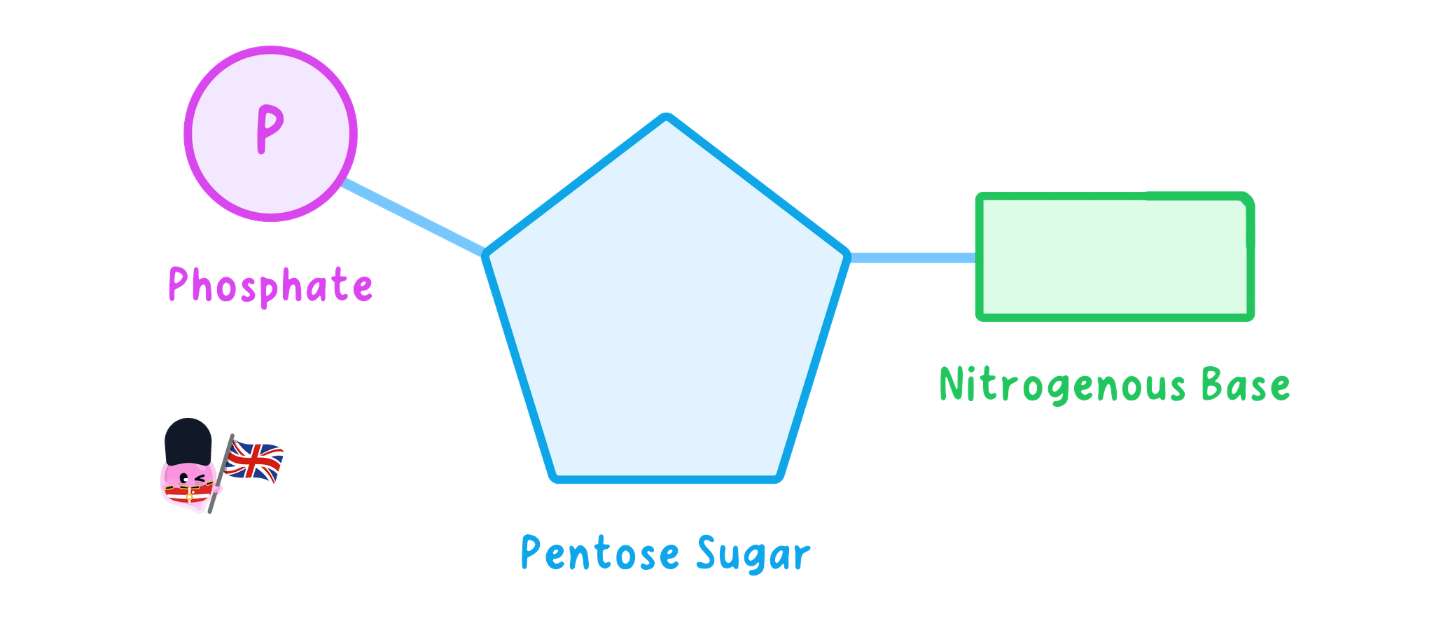 A single nucleotide with its three parts labelled: the phosphate group, the sugar it is joined to, and the base attached to that same sugar.