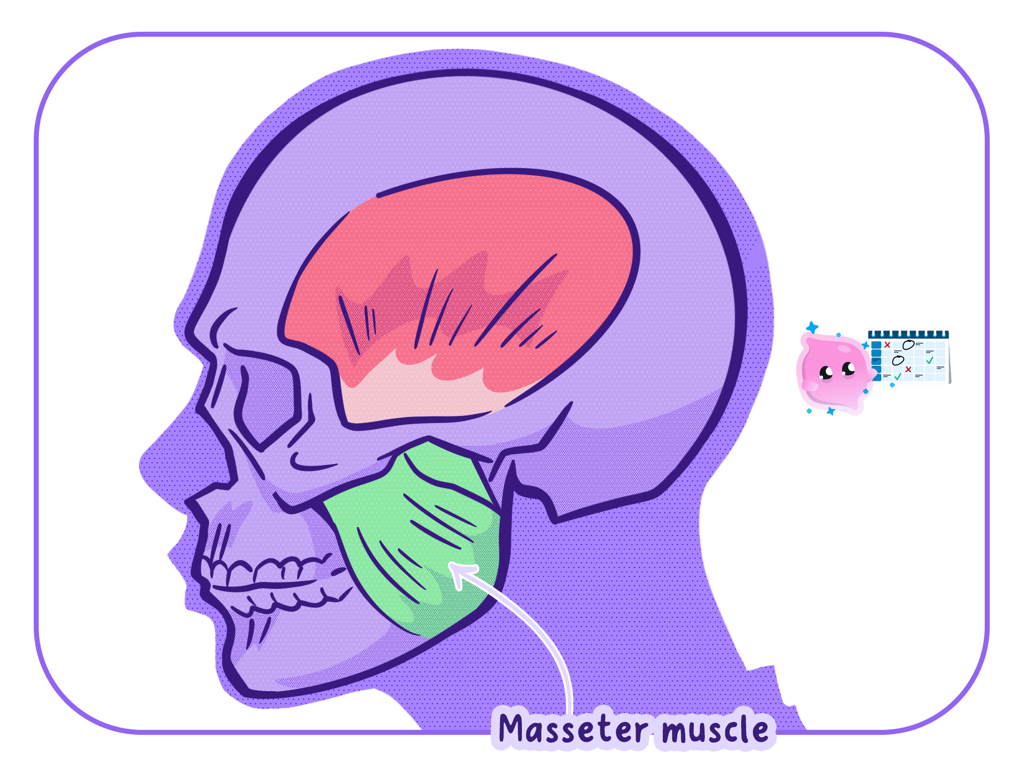 An anatomical diagram of the human skull showing the masseter muscle (green) and temporalis muscle (red). This illustrates how skeletal muscles are anchored to bones to bring about movement, such as the movement of the jaw.
