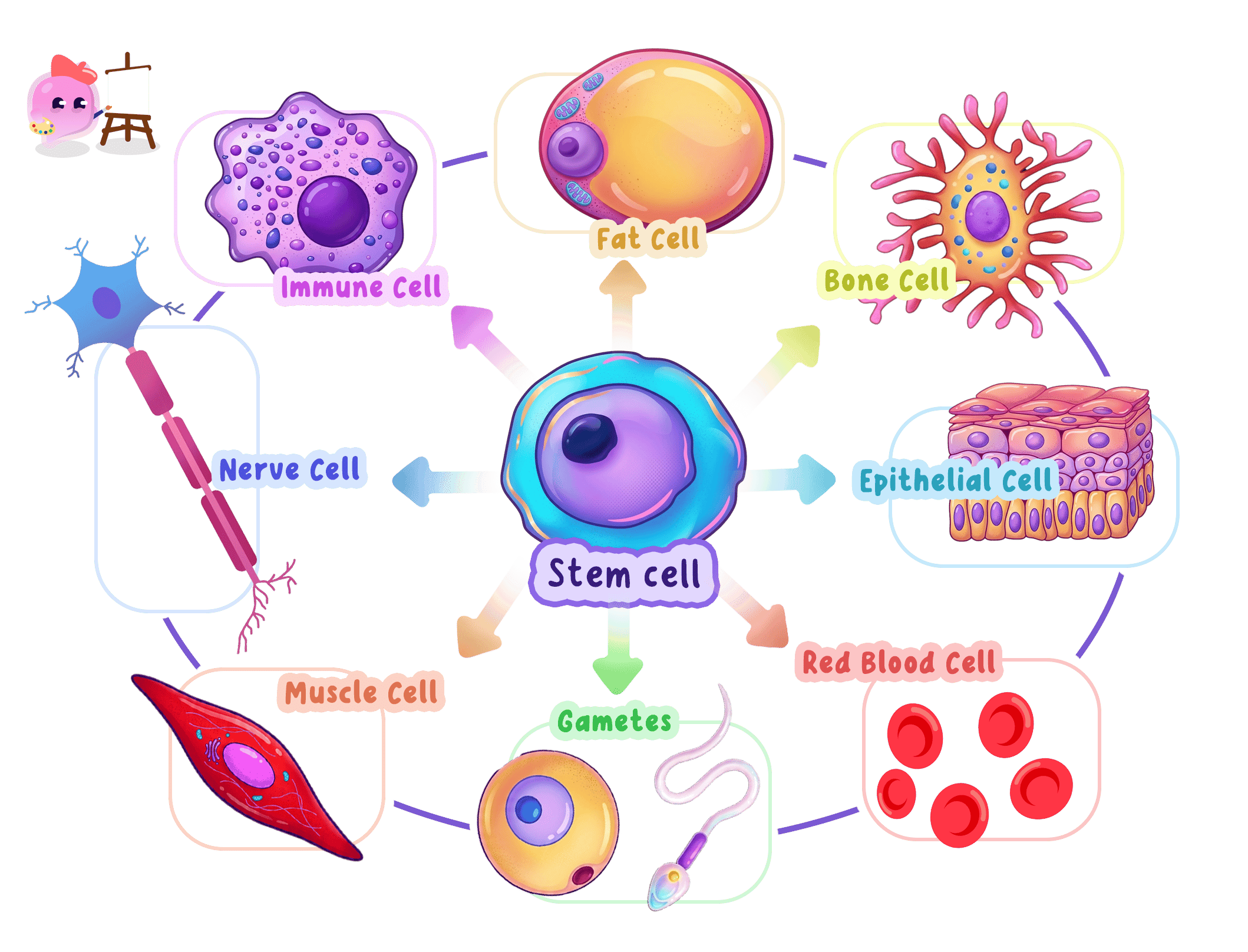 A diagram showing a central stem cell and the various specialized animal cells it can differentiate into, including immune, fat, bone, epithelial, red blood, muscle, and nerve cells, as well as gametes.