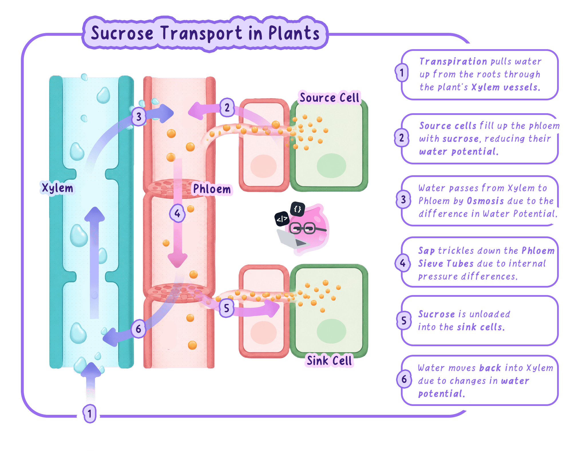 Sucrose moves through phloem from a source that loads it to a sink that uses or stores it.