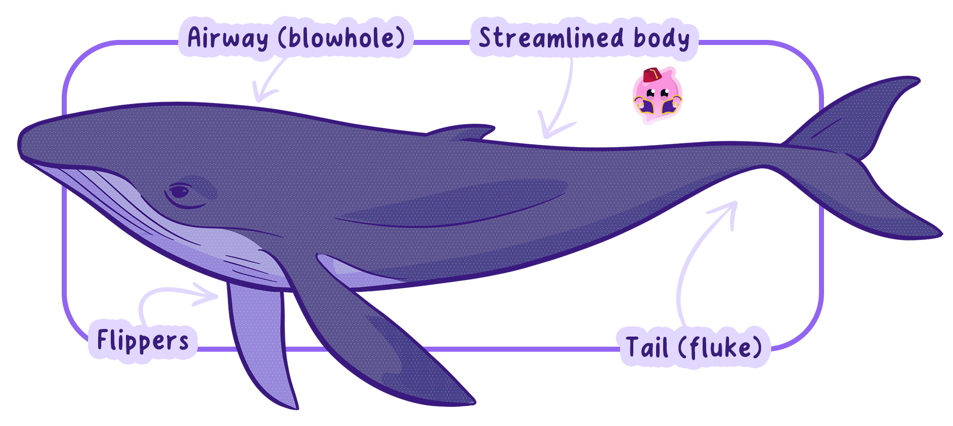 A whale with a streamlined body, flippers and a tail fluke, showing structural adaptations that help it move efficiently through water.