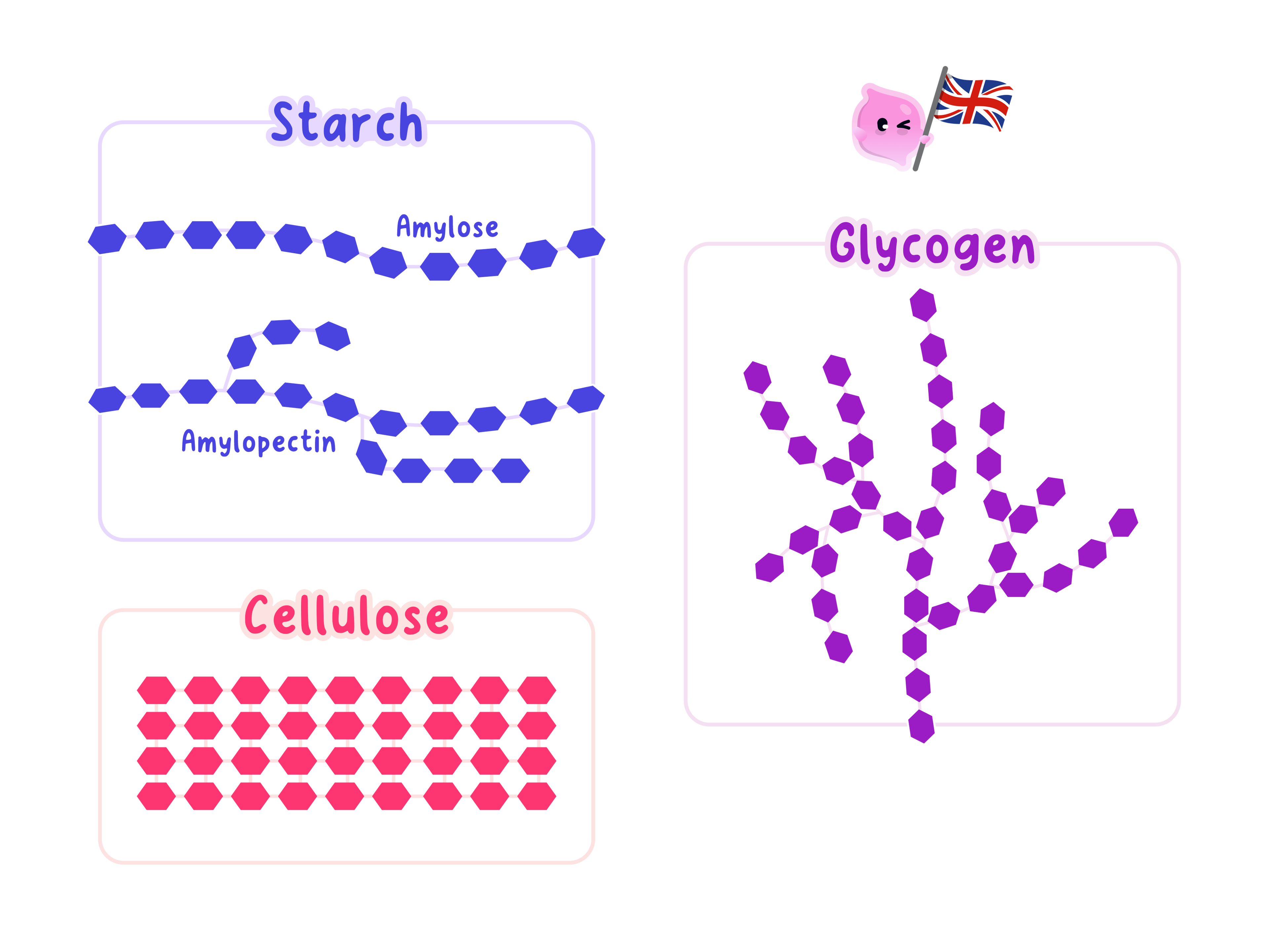 Structural diagrams of three polysaccharides: starch (consisting of amylose and amylopectin), glycogen (highly branched), and cellulose (parallel chains forming a lattice).
