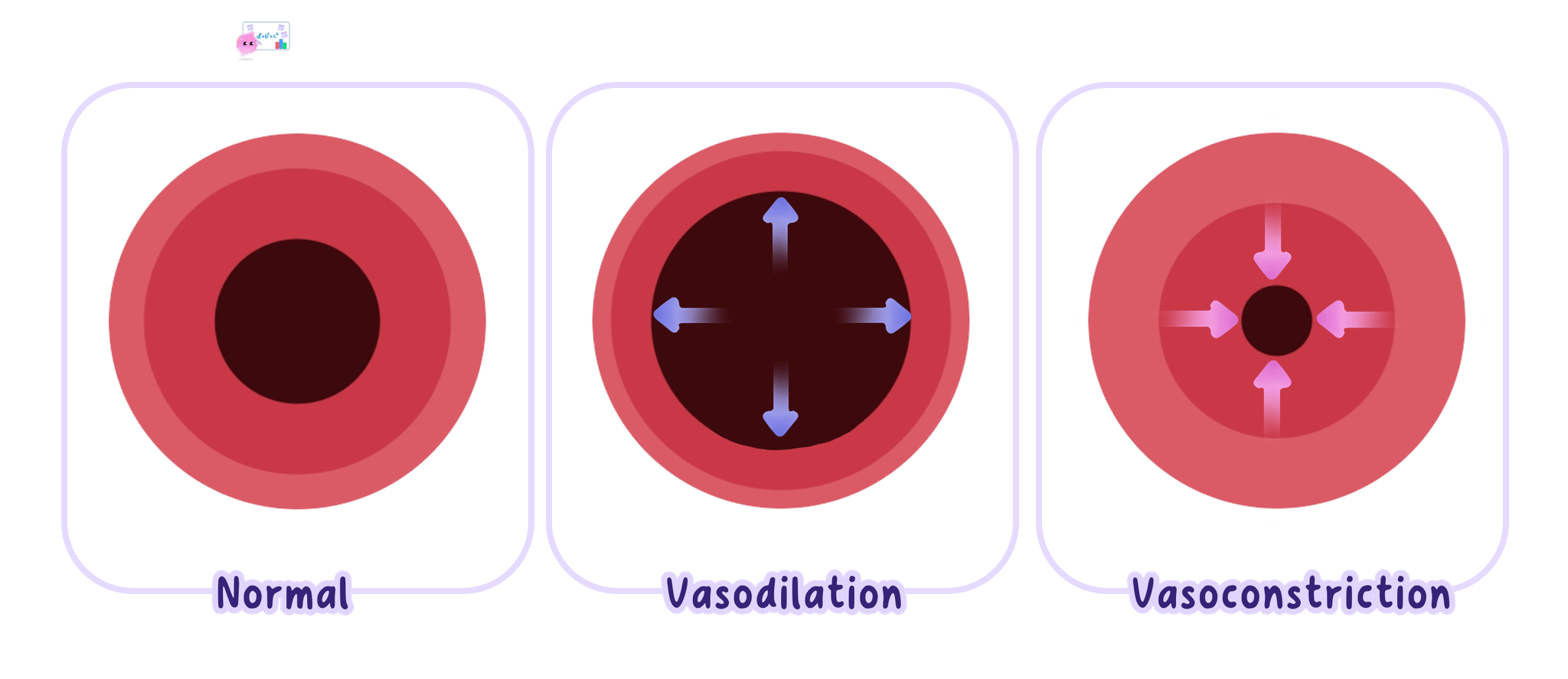 A diagram showing the cross-section of a blood vessel in three states: normal, vasodilation (where the lumen is wider to increase blood flow), and vasoconstriction (where the lumen is narrower to decrease blood flow).