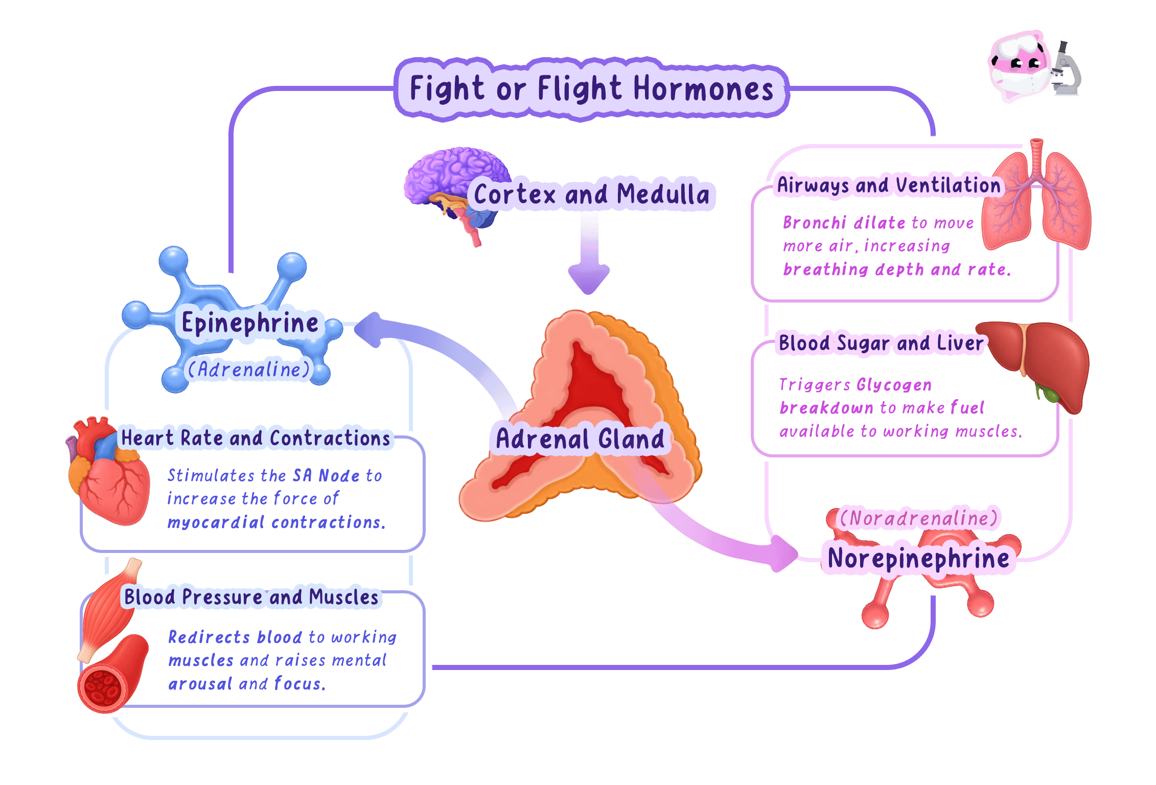 Diagram of the fight or flight response showing the adrenal glands releasing adrenaline and noradrenaline. It illustrates effects on the heart, lungs, liver, and muscles, such as increased heart rate, dilated bronchi, and glycogen breakdown.