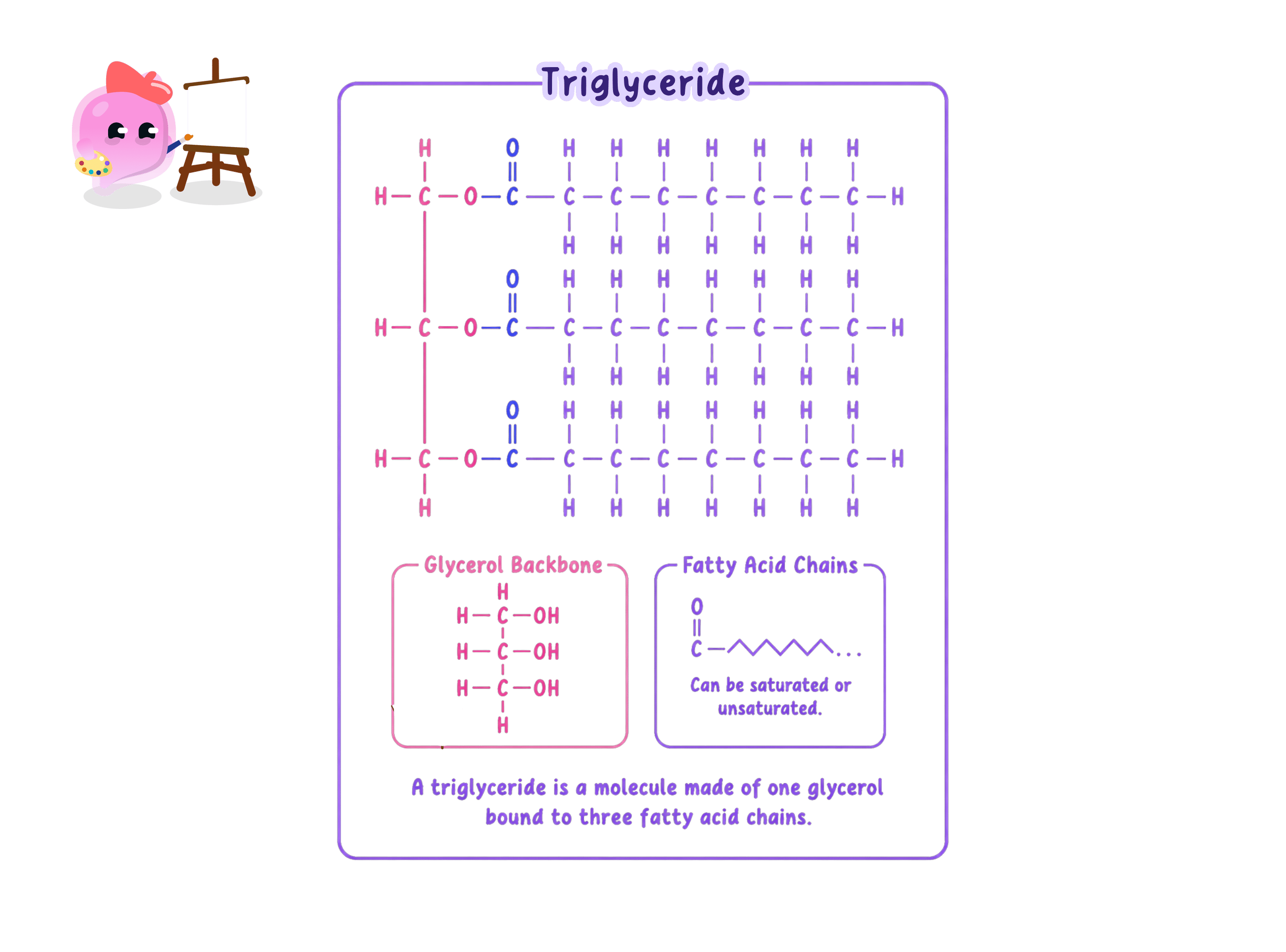 A chemical diagram of a triglyceride, the molecule that lipases break down into glycerol and three fatty acids.