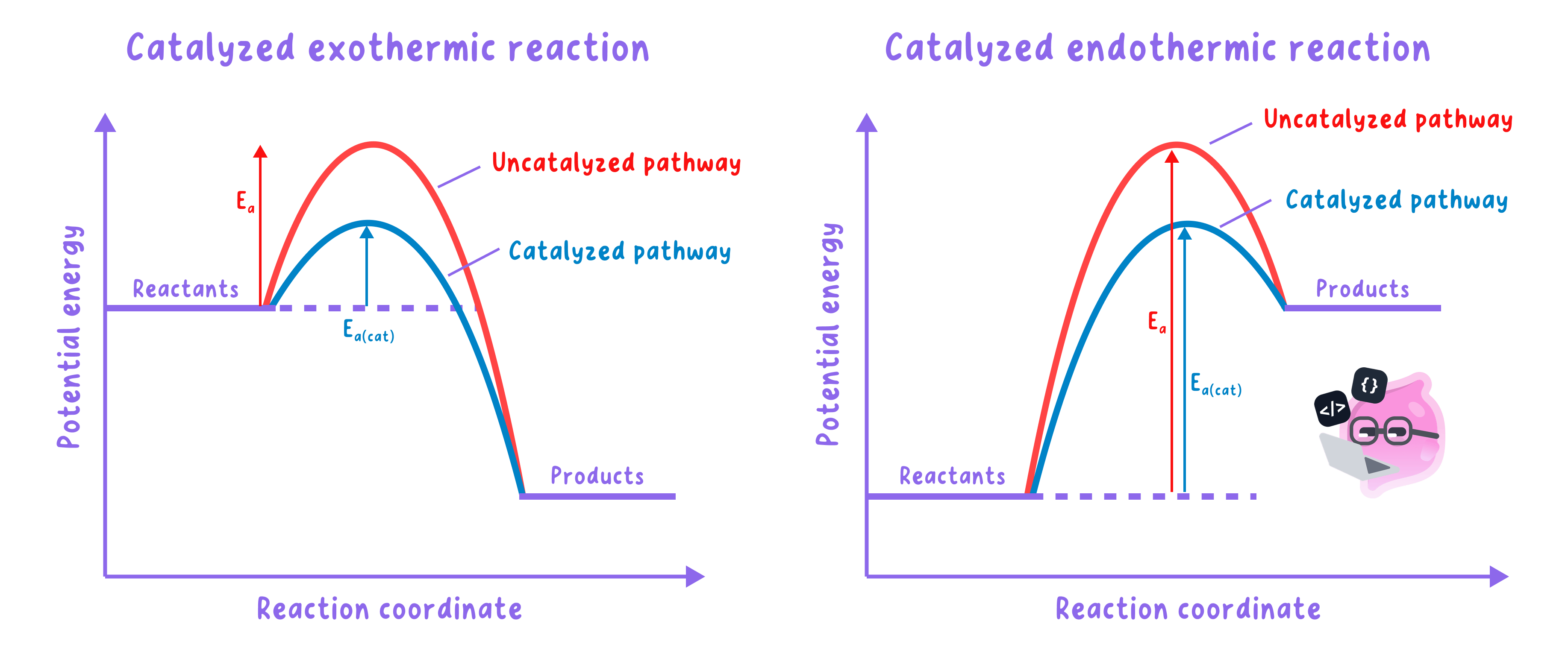 Reaction profile diagrams for catalysed and uncatalysed reactions. Both exothermic and endothermic profiles show that the catalysed pathway has a lower activation energy (Ea(cat)) compared to the uncatalysed pathway (Ea), while the energy levels of reactants and products remain the same.