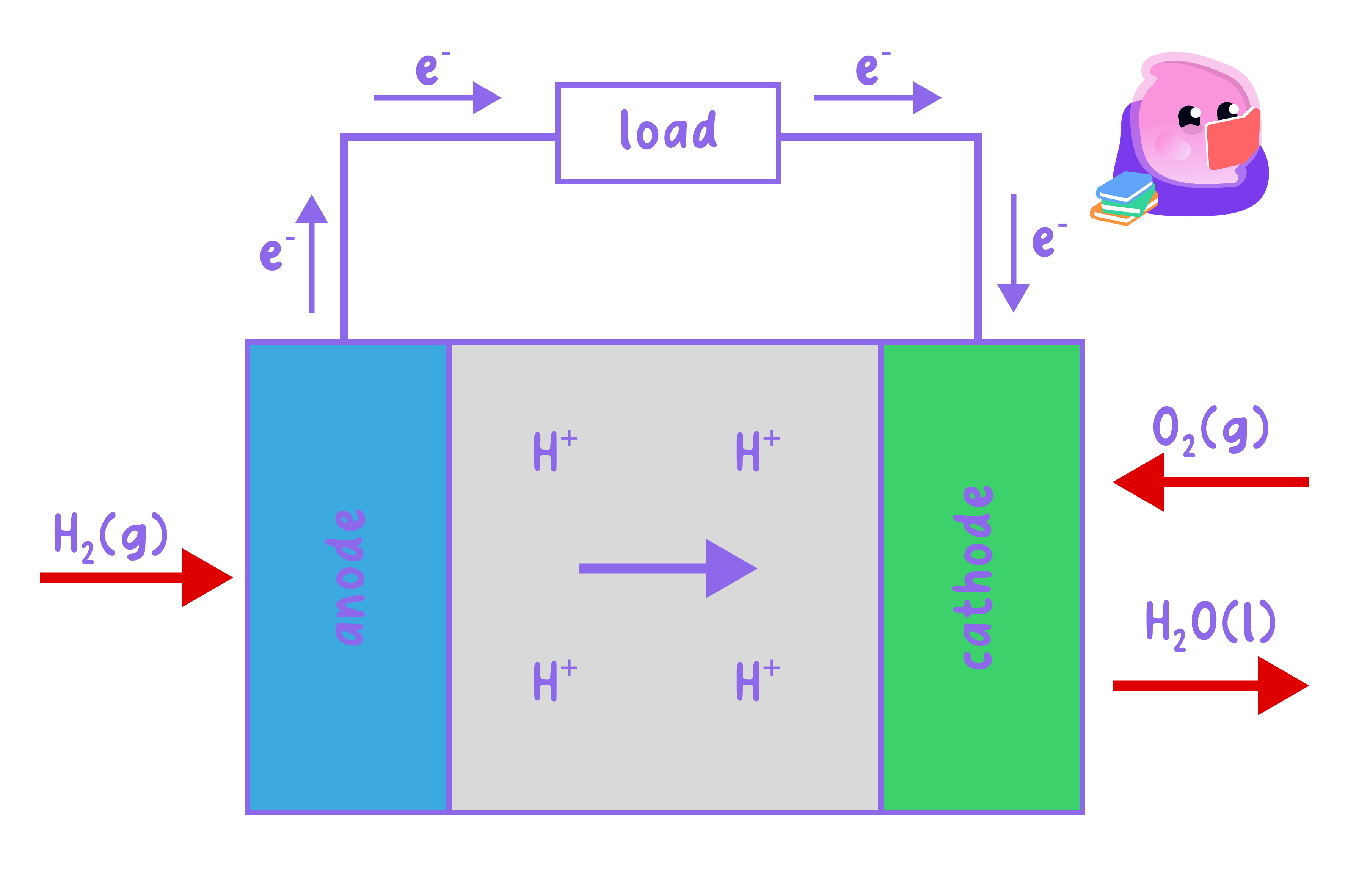 A diagram of a hydrogen fuel cell showing hydrogen gas entering the anode, oxygen gas entering the cathode, and water being produced. Electrons flow through an external circuit while hydrogen ions move through the electrolyte.
