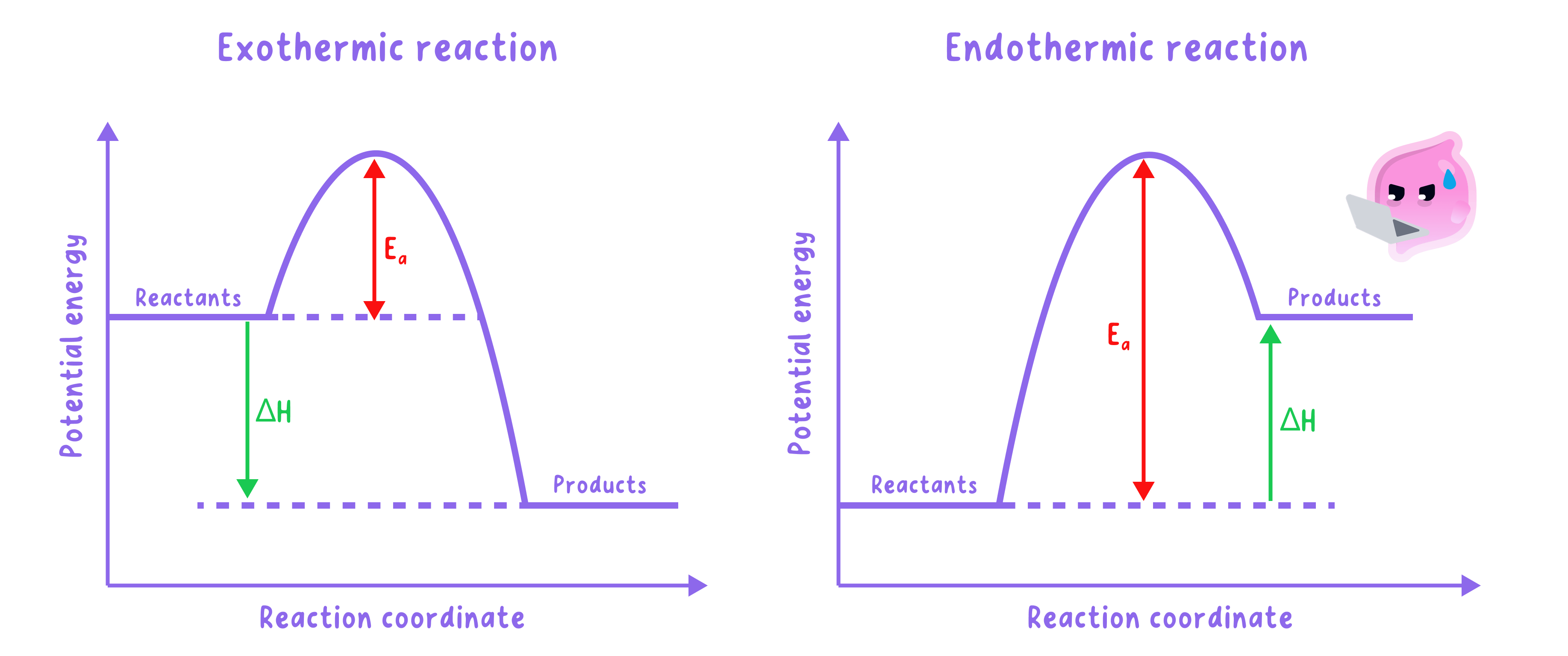 Reaction profile diagrams for exothermic and endothermic reactions. The exothermic profile shows products at a lower energy than reactants, while the endothermic profile shows products at a higher energy. Both diagrams label the activation energy (Ea) and the overall energy change (delta H).