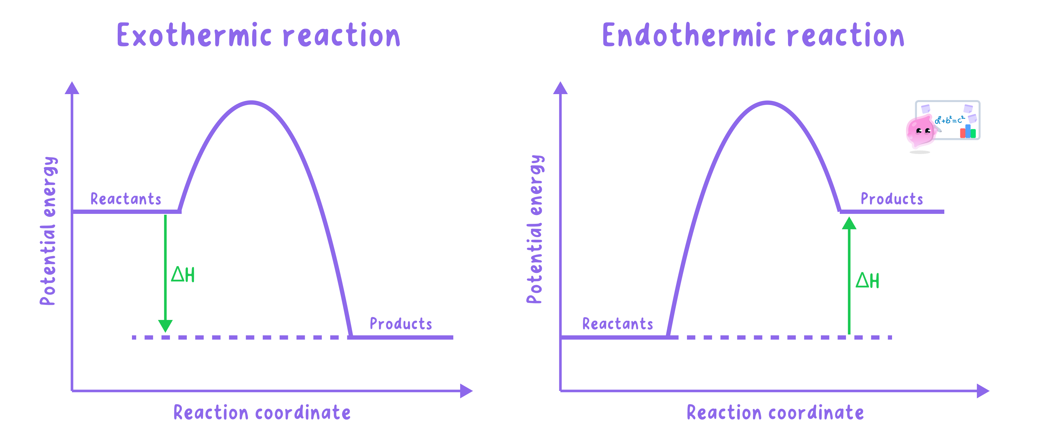 Reaction profiles comparing an exothermic reaction with products at lower potential energy than reactants (downward ΔH arrow) and an endothermic reaction with products at higher potential energy than reactants (upward ΔH arrow).
