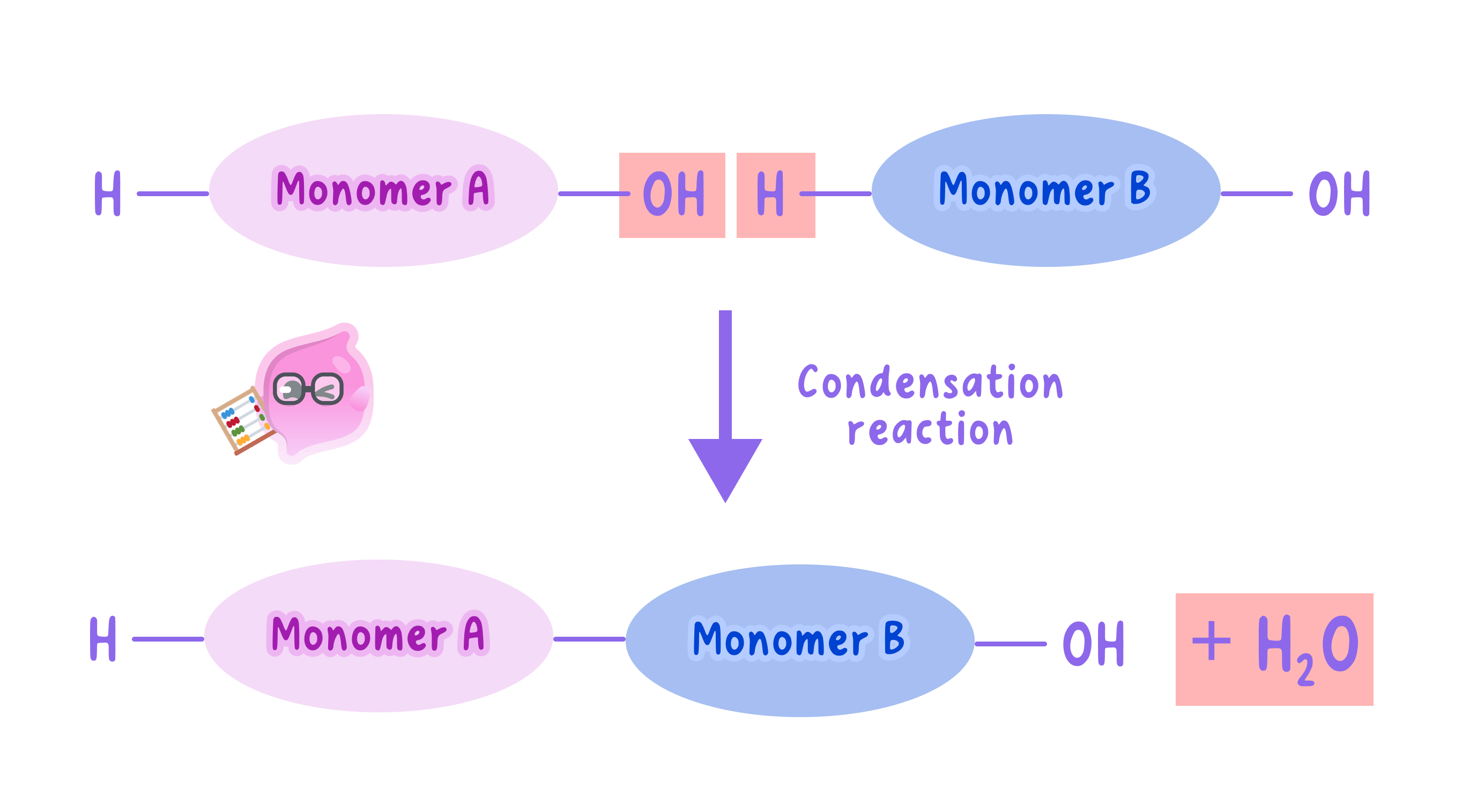 A diagram showing a condensation reaction where two monomers join together. An OH group from one monomer and an H atom from the other are removed to form a water molecule (H2O) as a separate product.