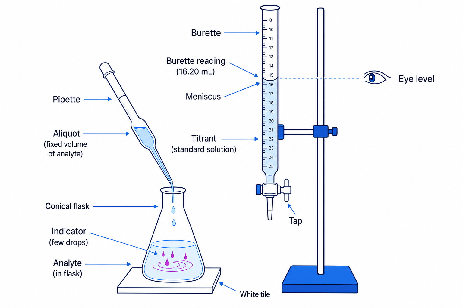 Labelled acid-base titration apparatus showing a burette delivering titrant into a conical flask on a white tile, a pipette measuring an aliquot, and an eye-level meniscus reading