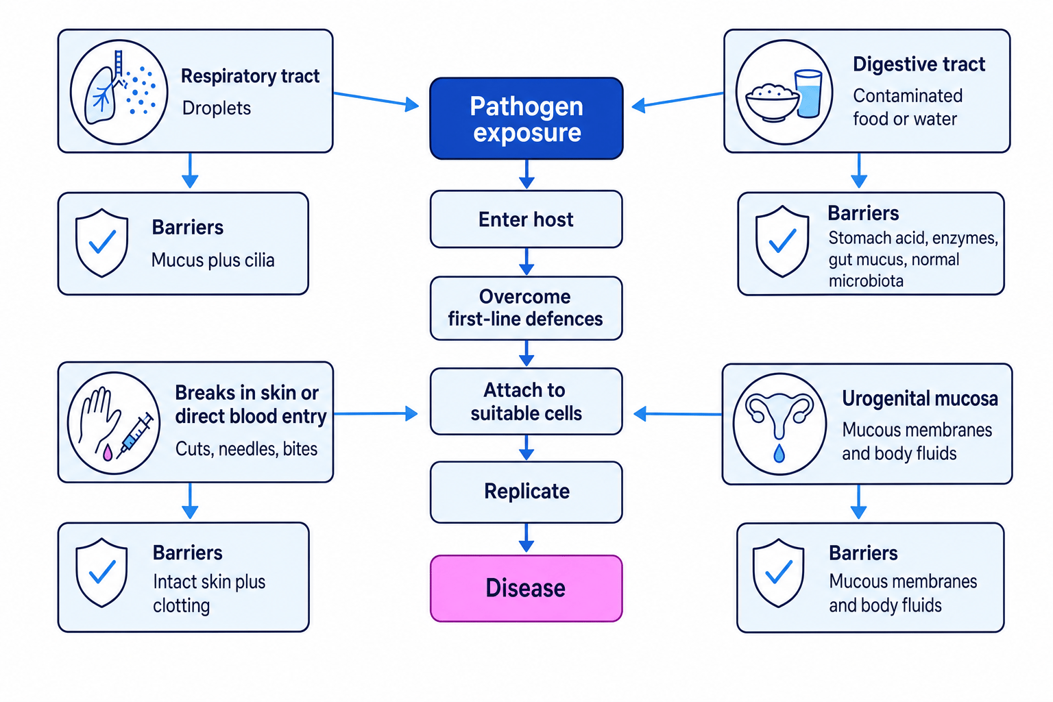 Flow diagram showing respiratory, digestive, skin and urogenital entry routes converging on entry, defence evasion, attachment, replication and disease