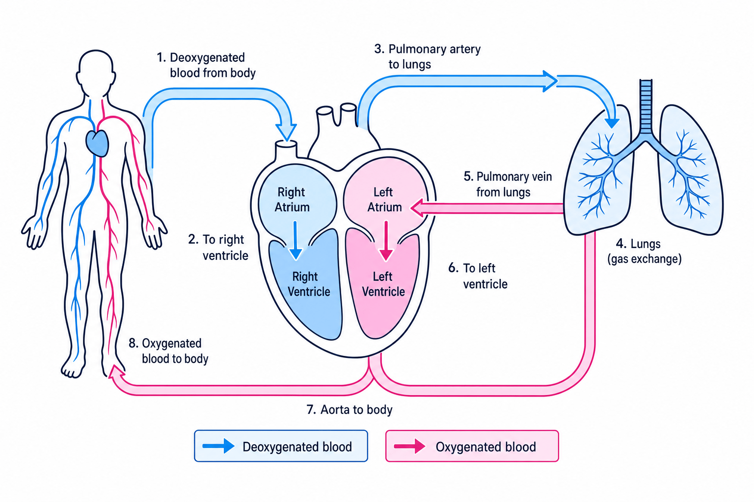 Labelled pathway of blood through the heart, lungs and body with arrows showing deoxygenated blood going to the lungs and oxygenated blood going to the body