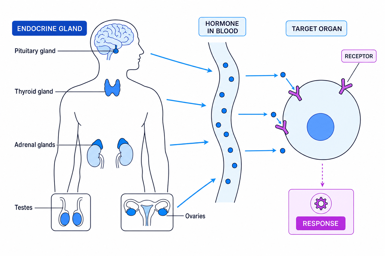 Labelled human endocrine system showing pituitary, thyroid, adrenal glands, testes and ovaries with hormones in blood and target cell receptors