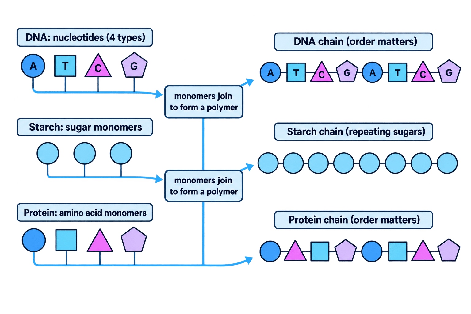 Diagram comparing DNA, starch and protein polymers and their monomers