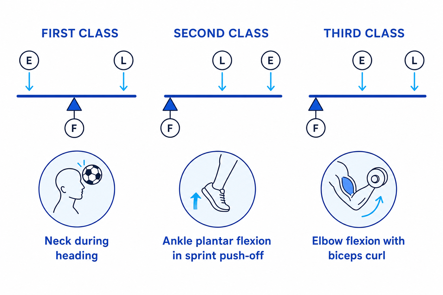 Three lever diagrams showing first, second and third class levers with the positions of effort, fulcrum and load, plus neck heading, ankle push-off, and elbow flexion examples