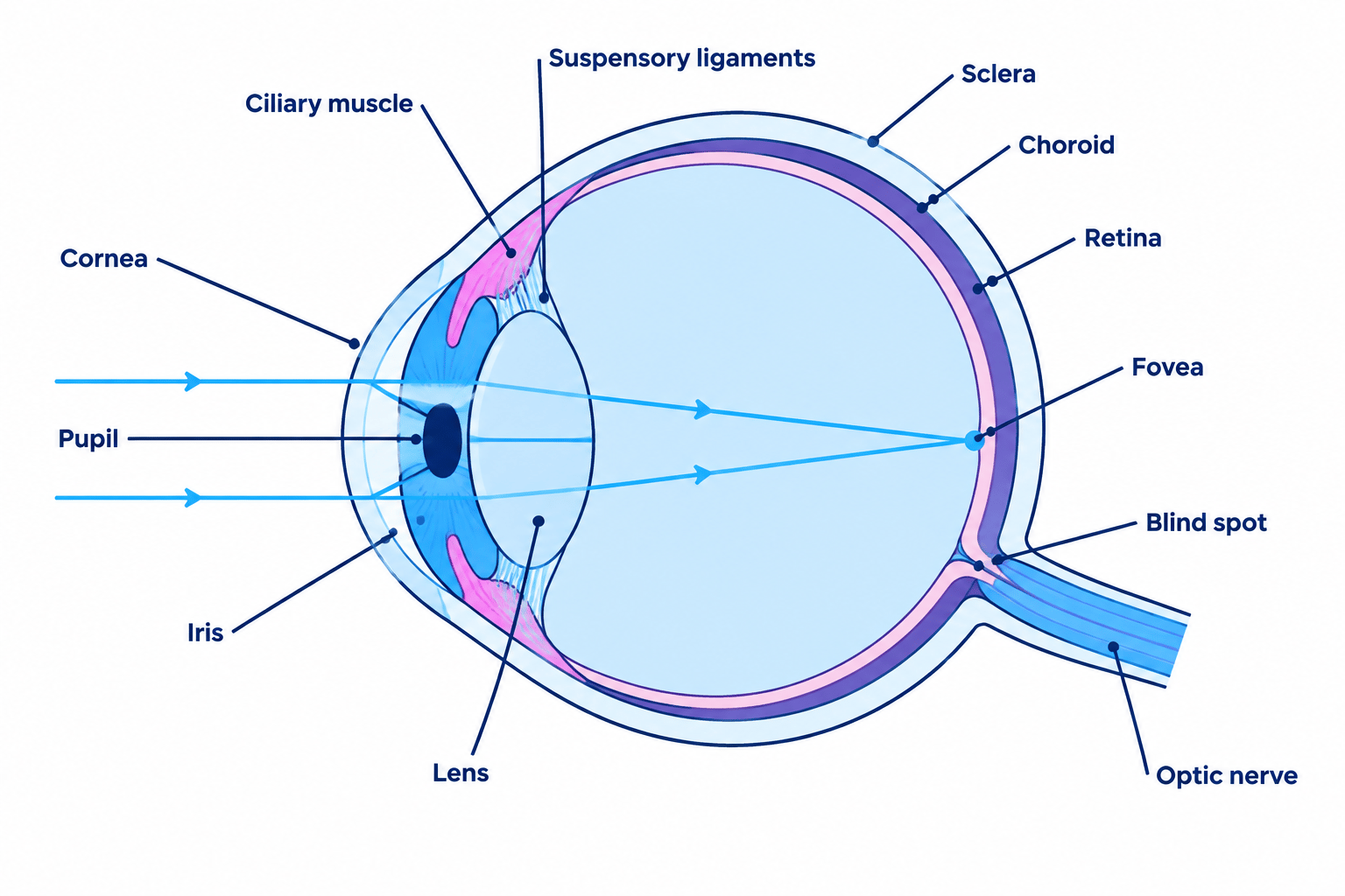 Cross-section of a human eye showing the cornea, iris, pupil, lens, ciliary muscle, suspensory ligaments, sclera, choroid, retina, fovea, blind spot, optic nerve, and the path of focused light