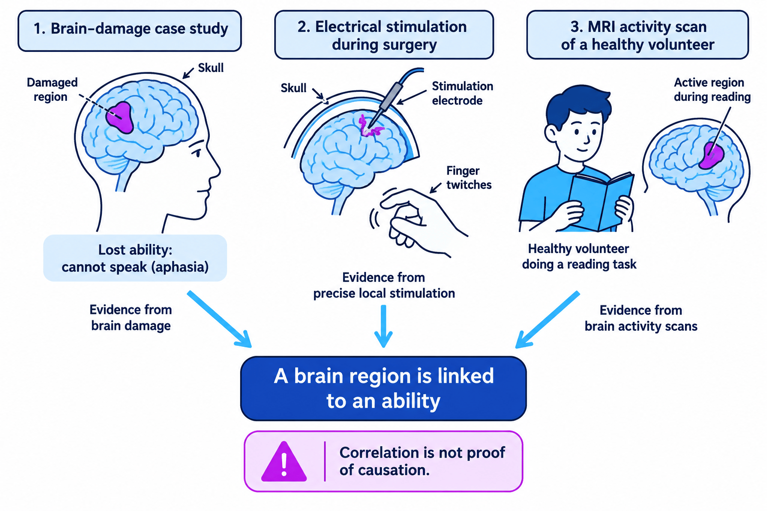 Diagram comparing brain-damage case studies, electrical stimulation and brain scanning as evidence for brain function