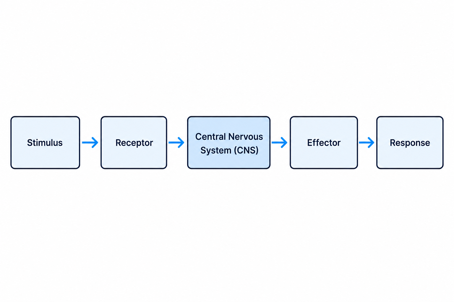 Flowchart of the nervous system pathway