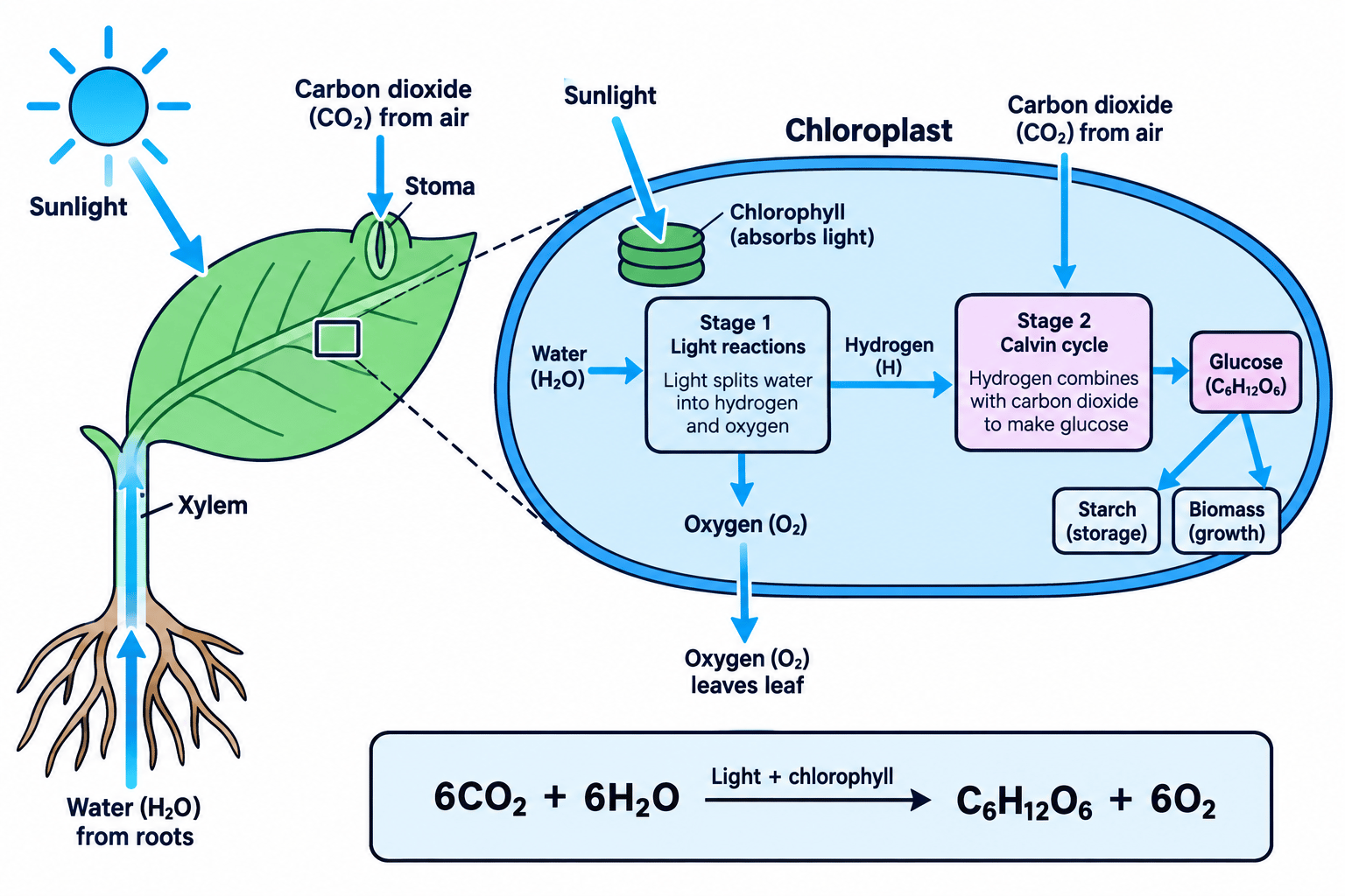 Labelled flow diagram showing light, carbon dioxide and water entering photosynthesis, with oxygen released and glucose formed