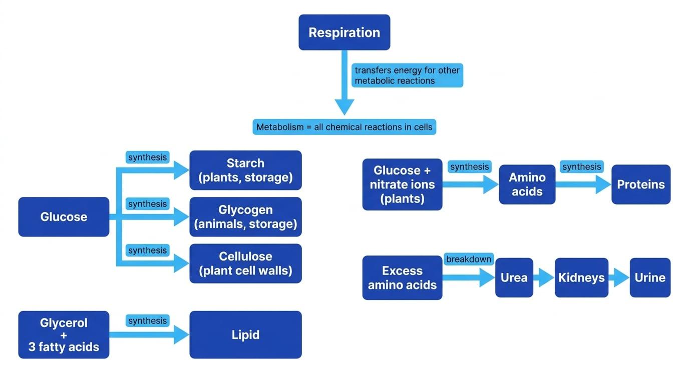 Concept map of metabolism showing respiration transferring energy and pathways from glucose, glycerol and fatty acids, amino acids, proteins, urea, kidneys and urine