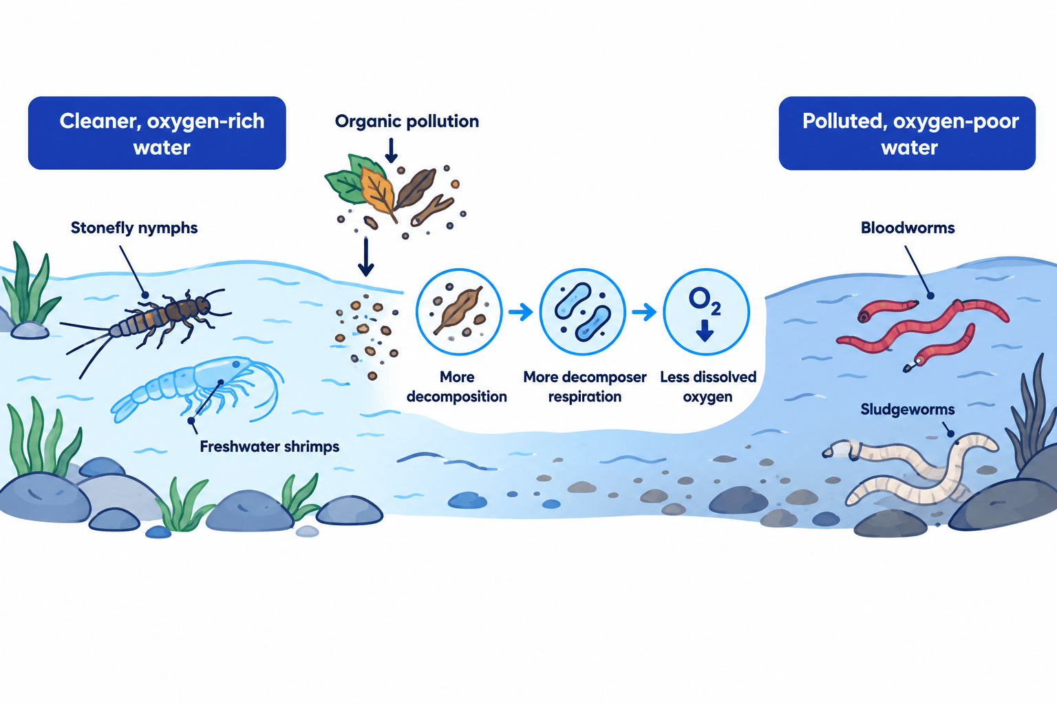 Stream diagram showing stonefly nymphs and freshwater shrimps in cleaner oxygen-rich water upstream, followed by organic pollution, increased decomposition and respiration, reduced dissolved oxygen, and bloodworms and sludgeworms downstream