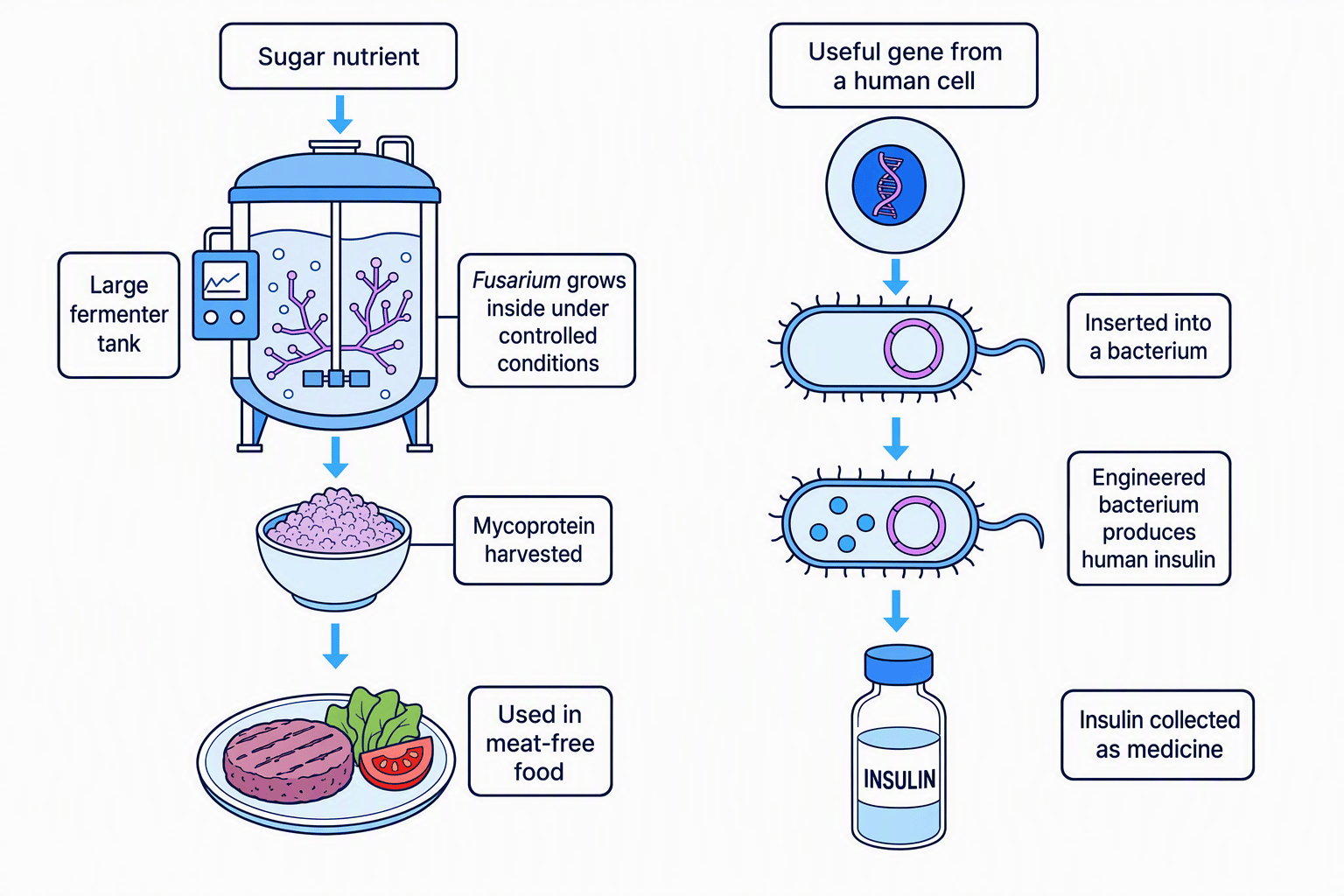 Flowchart showing biotechnology routes to mycoprotein and human insulin