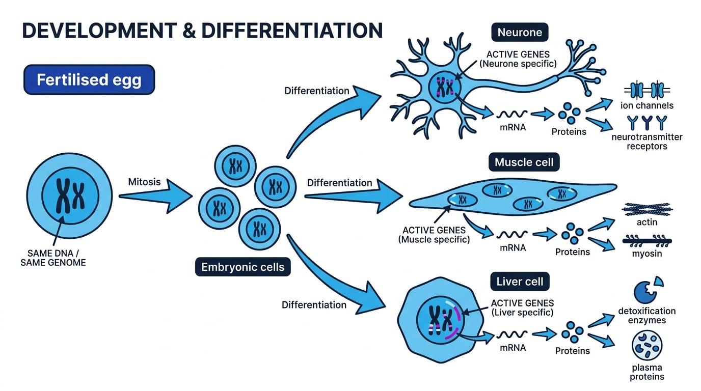 Flow diagram from fertilised egg to embryonic cells to neurone, muscle cell and liver cell, showing same DNA but different active genes and proteins