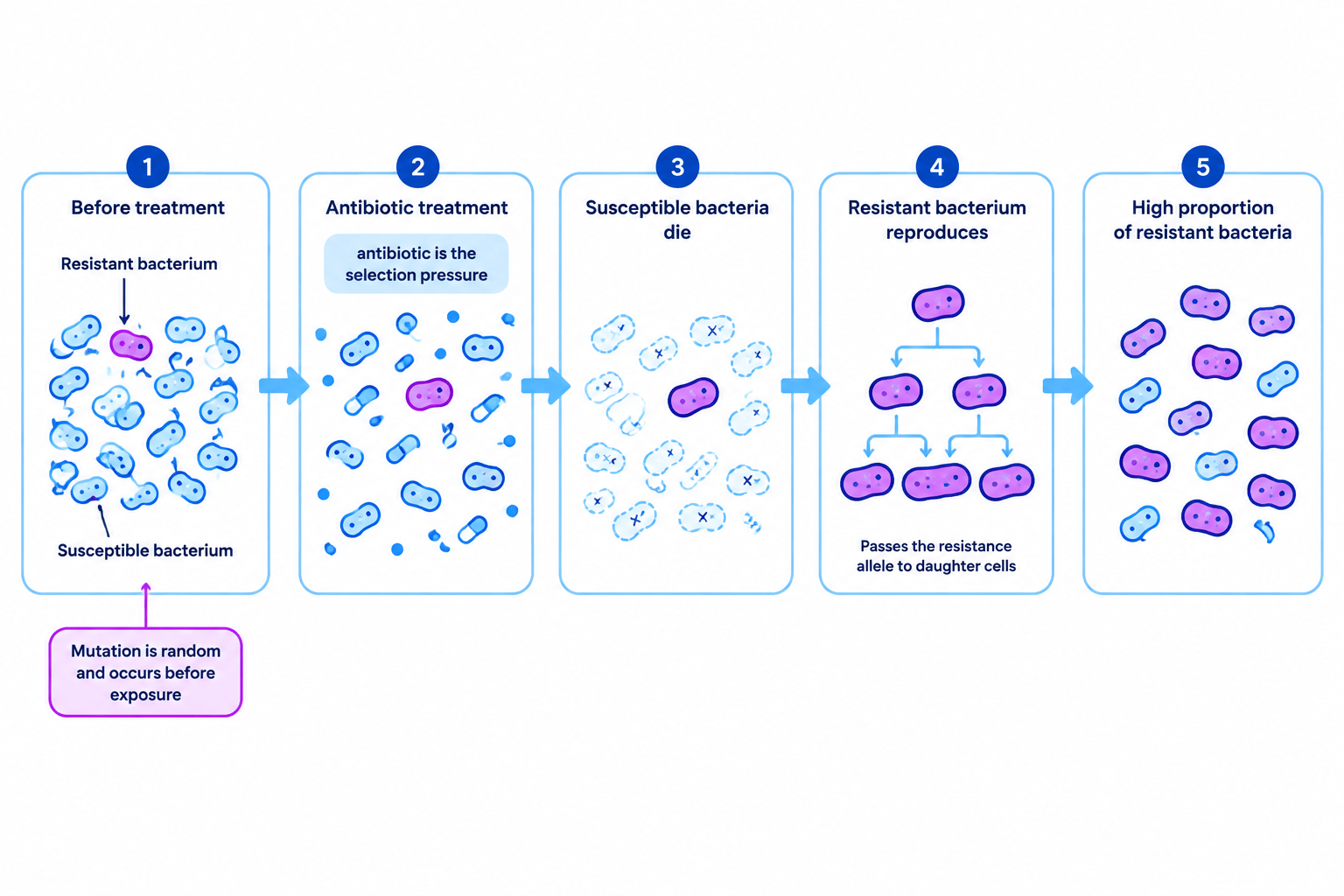 Flow diagram showing a resistance mutation present before antibiotic treatment, death of susceptible bacteria, survival and binary fission of resistant bacteria, and a final population with a high proportion of resistant bacteria