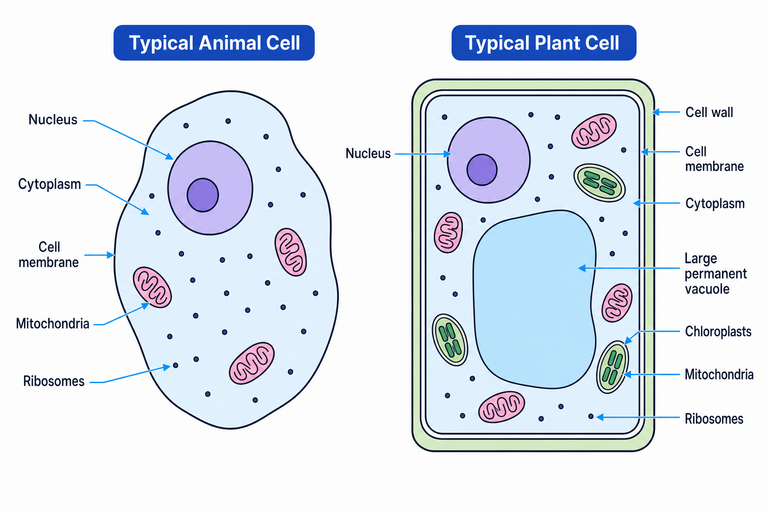 Labelled comparison of a typical animal cell and a typical plant cell showing nucleus, cytoplasm, cell membrane, mitochondria, ribosomes, cell wall, chloroplasts and a large permanent vacuole