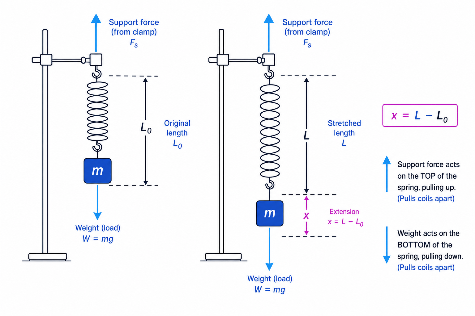 Diagram of a vertical spring fixed to a clamp stand, showing original length, stretched length, extension, upward support force, and downward weight