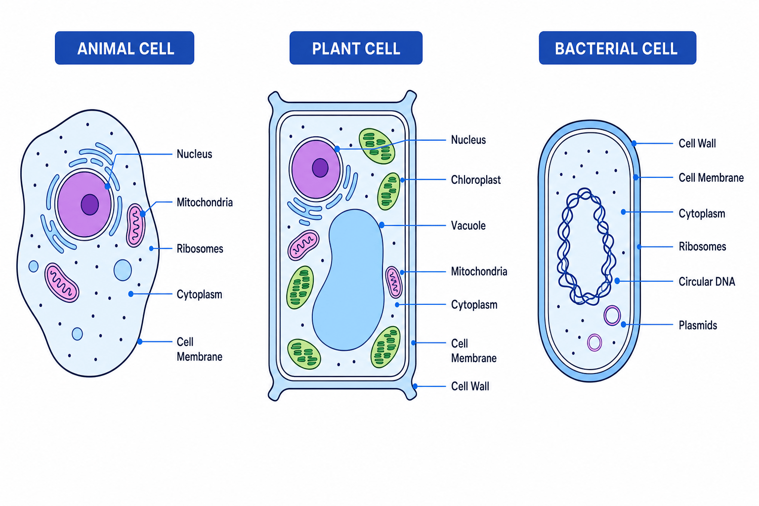 Labelled comparison of animal, plant and bacterial cells