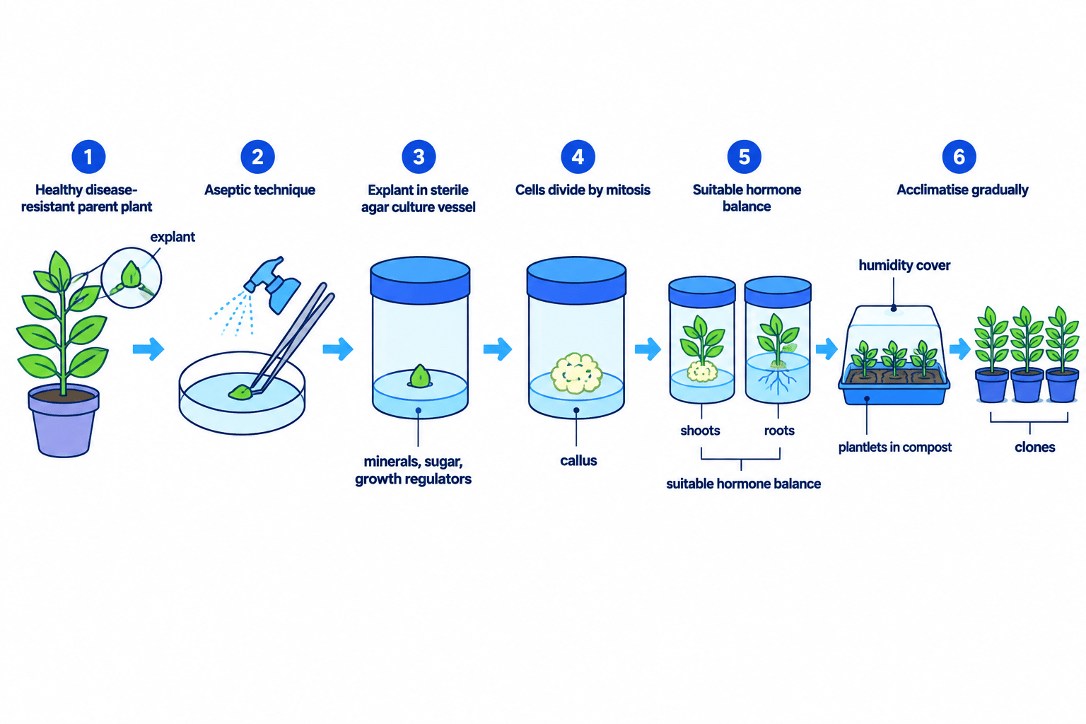 Six-stage process of plant tissue culture from a parent plant and sterile explant to callus, rooted plantlets, acclimatisation and genetically identical clones