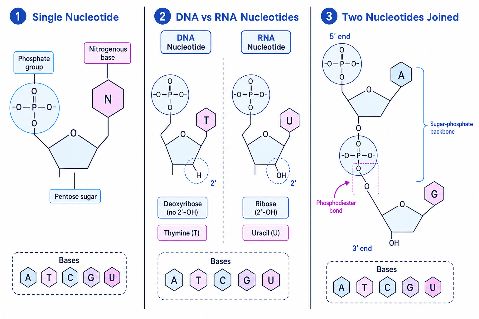 Annotated nucleotide, DNA versus RNA nucleotide comparison, and phosphodiester bond joining two nucleotides