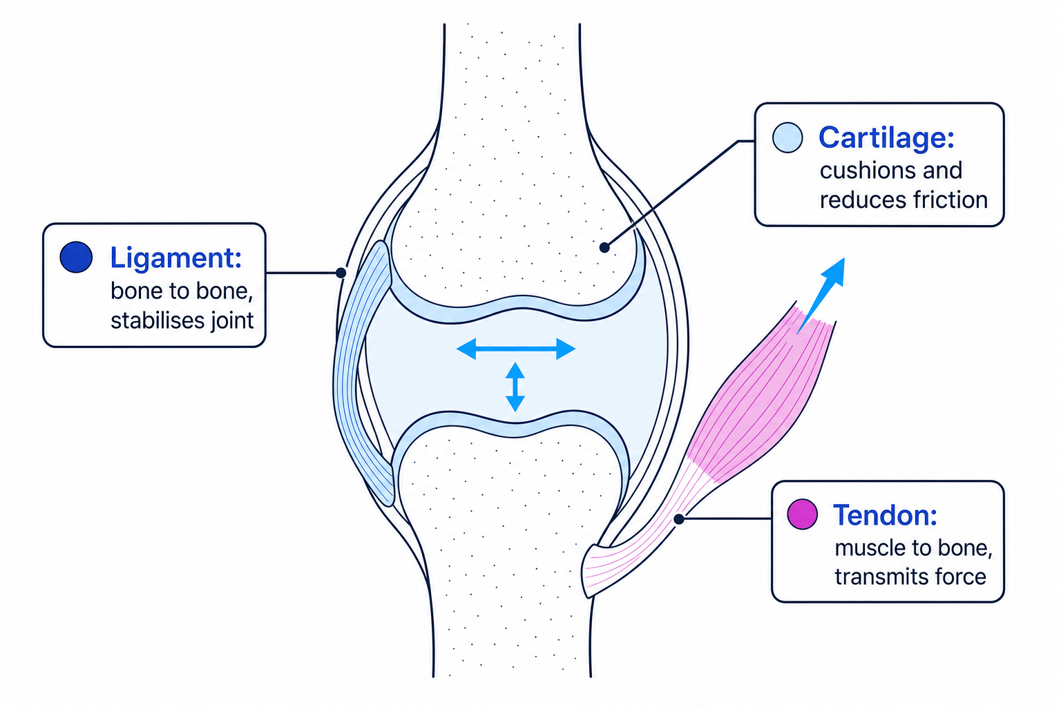Cross-section of a synovial joint with cartilage on bone ends, a ligament joining bone to bone, and a tendon linking muscle to bone