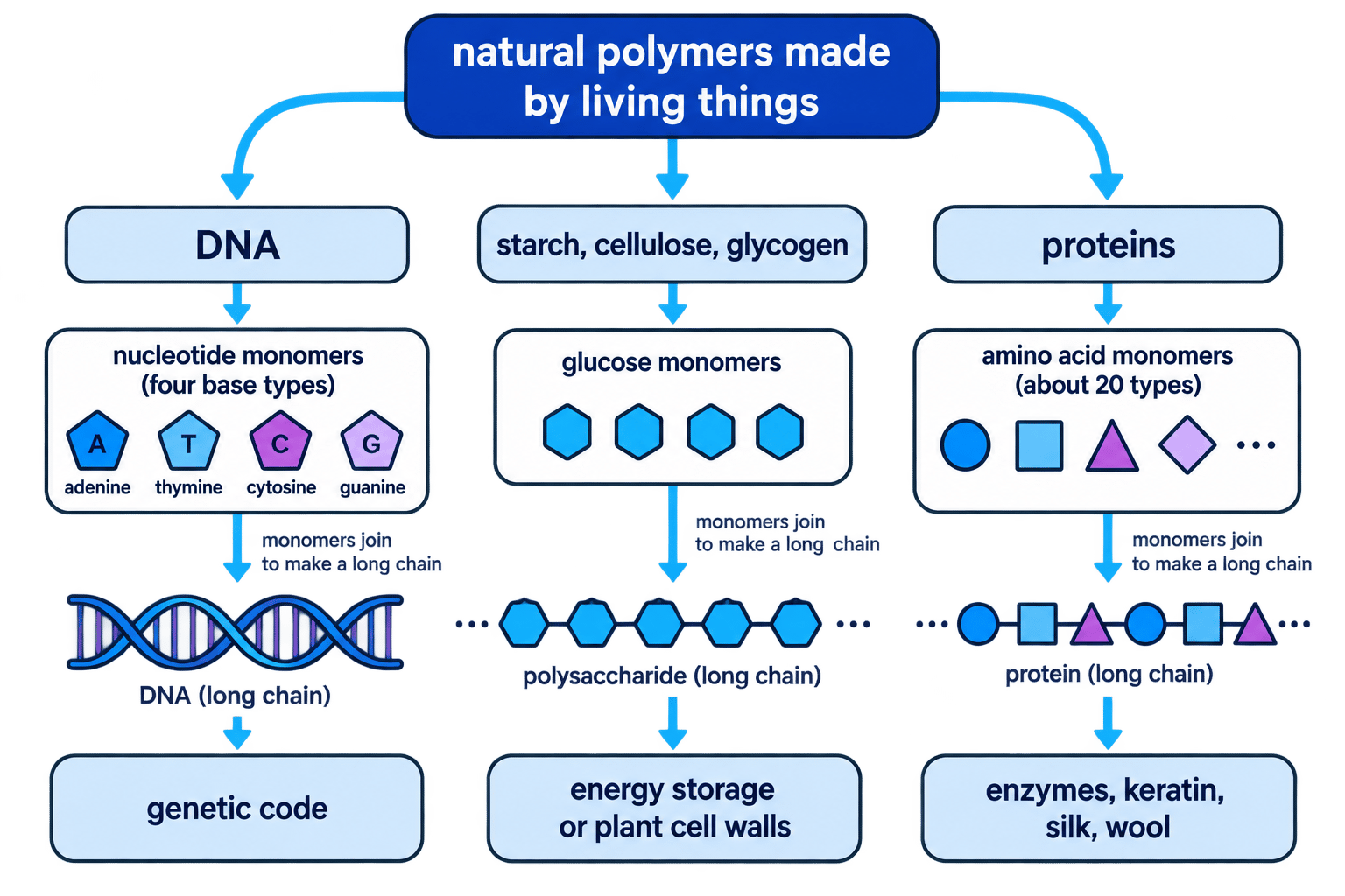 Diagram showing three natural polymer families: DNA, carbohydrate polymers, and proteins, with their monomers and functions
