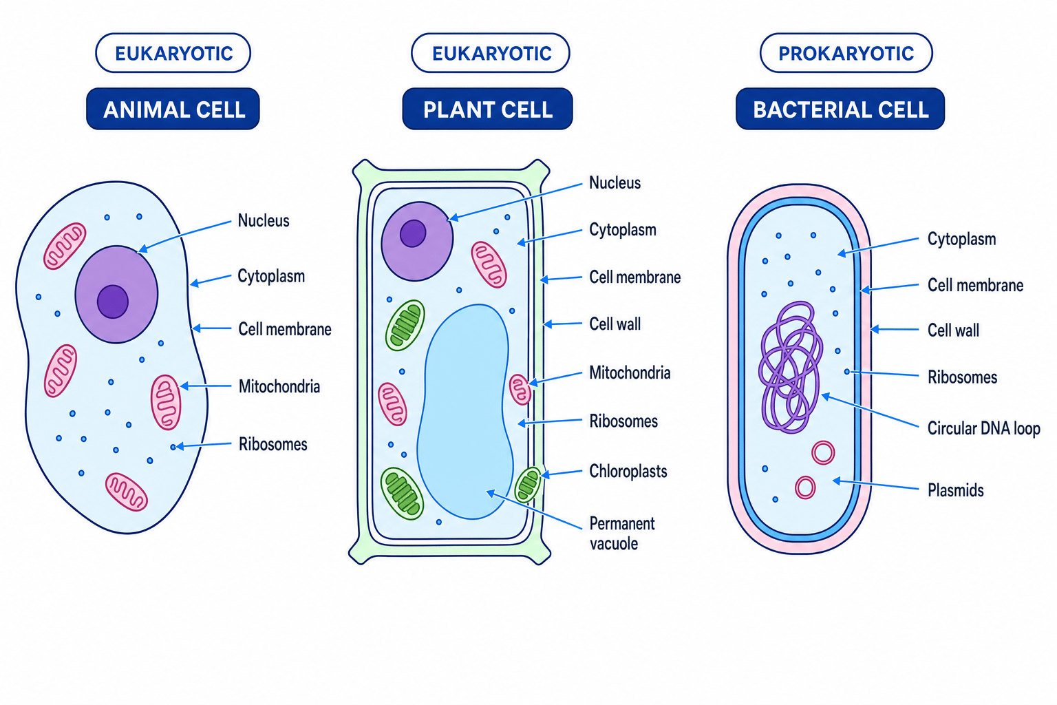 Comparison of labelled animal, plant, and bacterial cells showing nucleus, membrane, wall, chloroplasts, vacuole, circular DNA, and plasmids