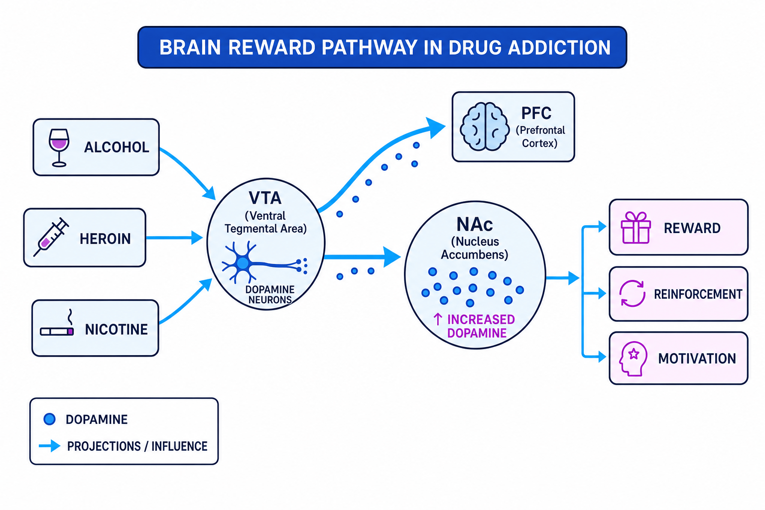 Labelled brain reward pathway showing alcohol, heroin and nicotine feeding into the VTA, with dopamine projections to the nucleus accumbens and prefrontal cortex and increased dopamine linked to reward, reinforcement and motivation